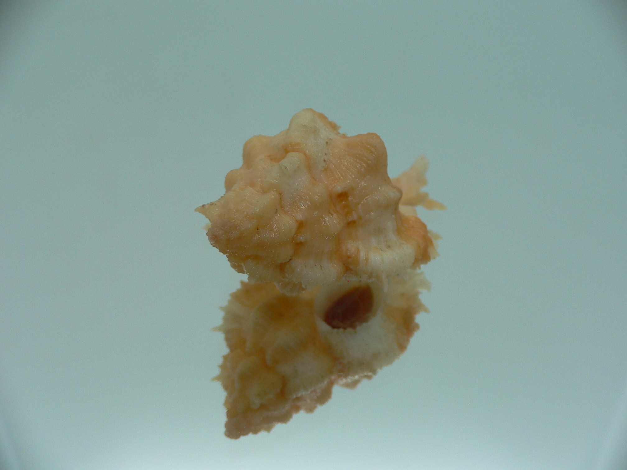Chicomurex gloriosus BABY