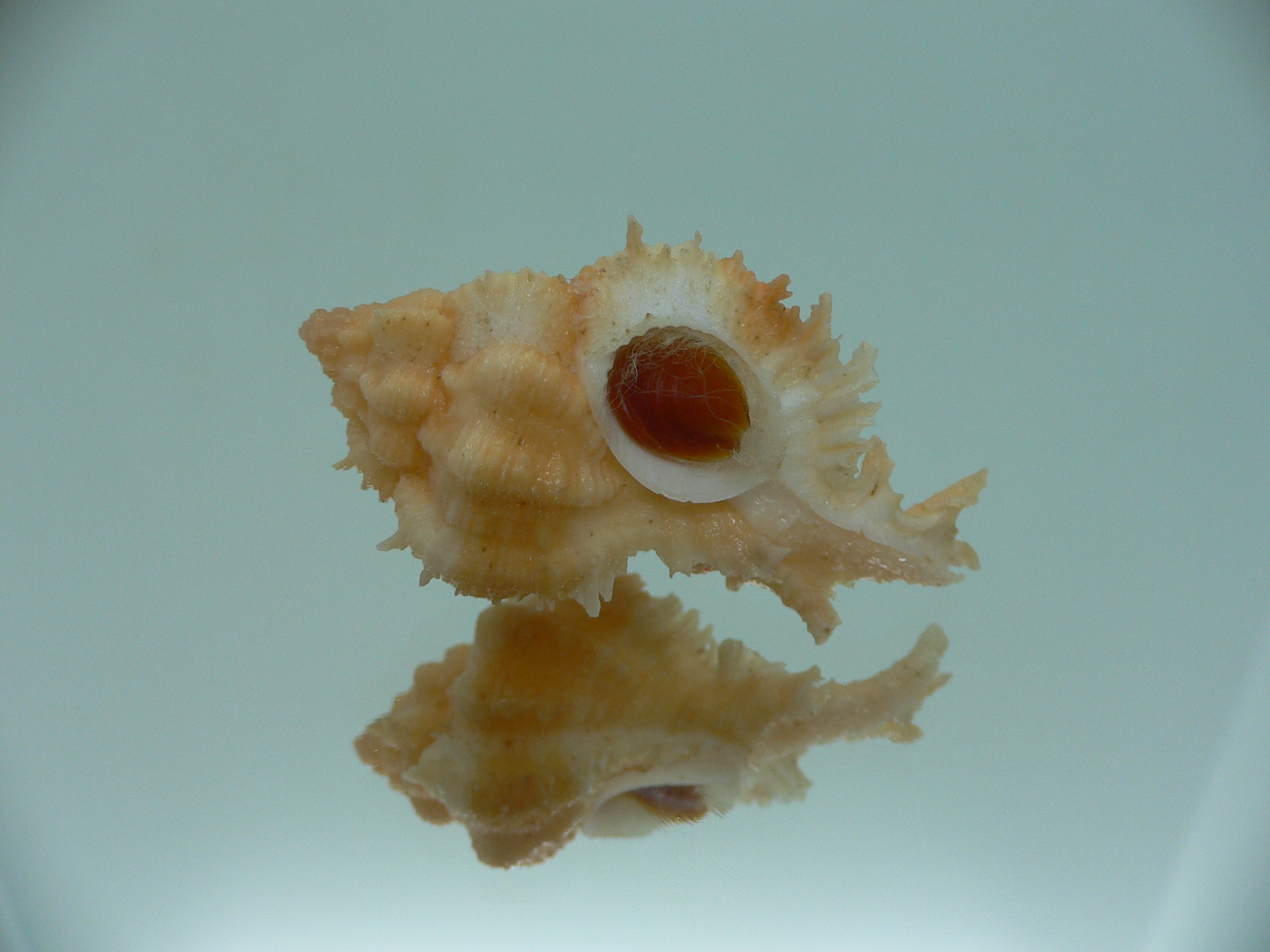 Chicomurex gloriosus BABY