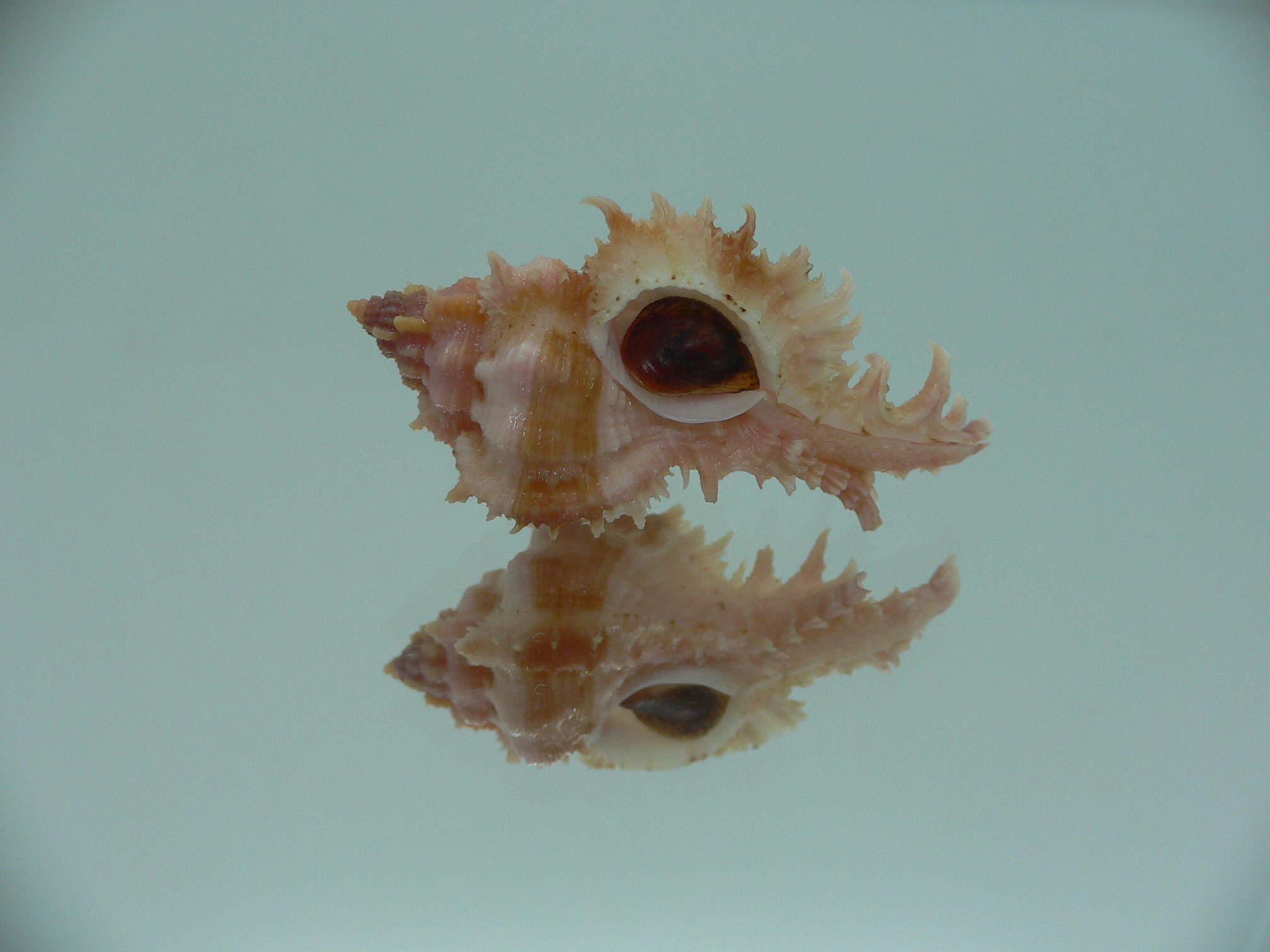 Chicomurex gloriosus IDEAL BABY