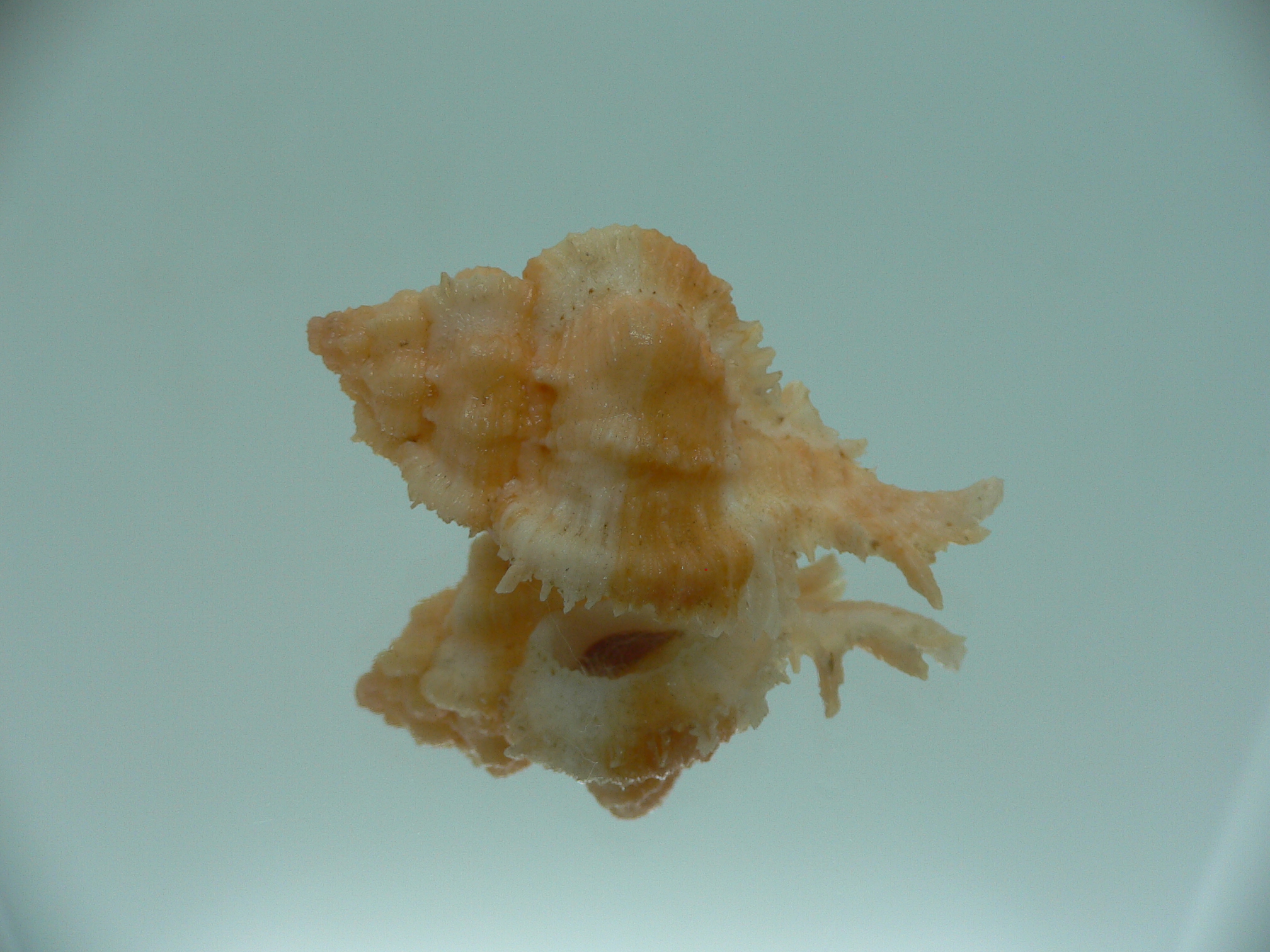 Chicomurex gloriosus BABY