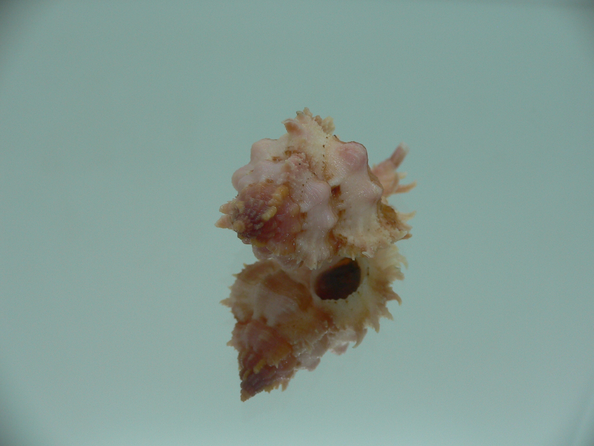 Chicomurex gloriosus IDEAL BABY