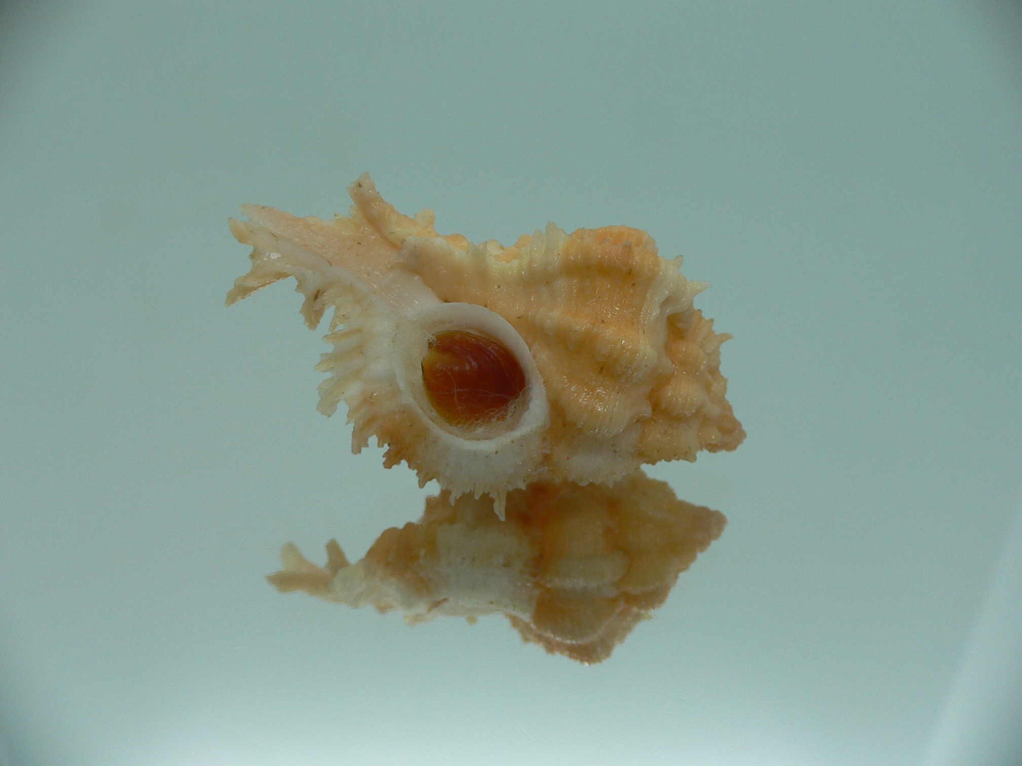 Chicomurex gloriosus BABY