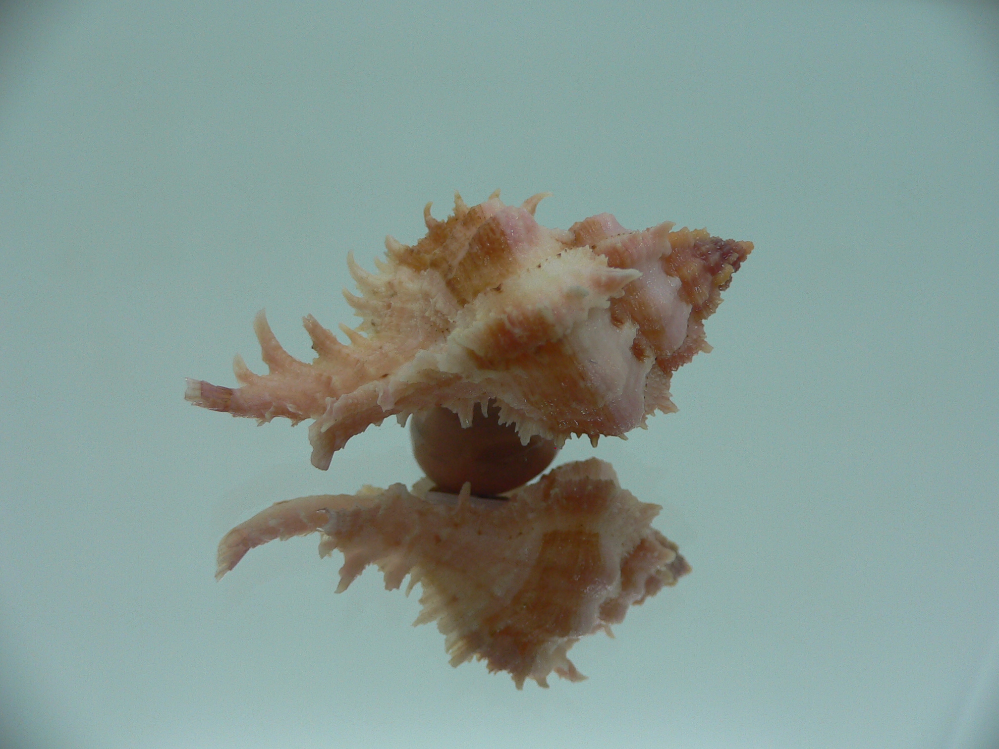 Chicomurex gloriosus IDEAL BABY