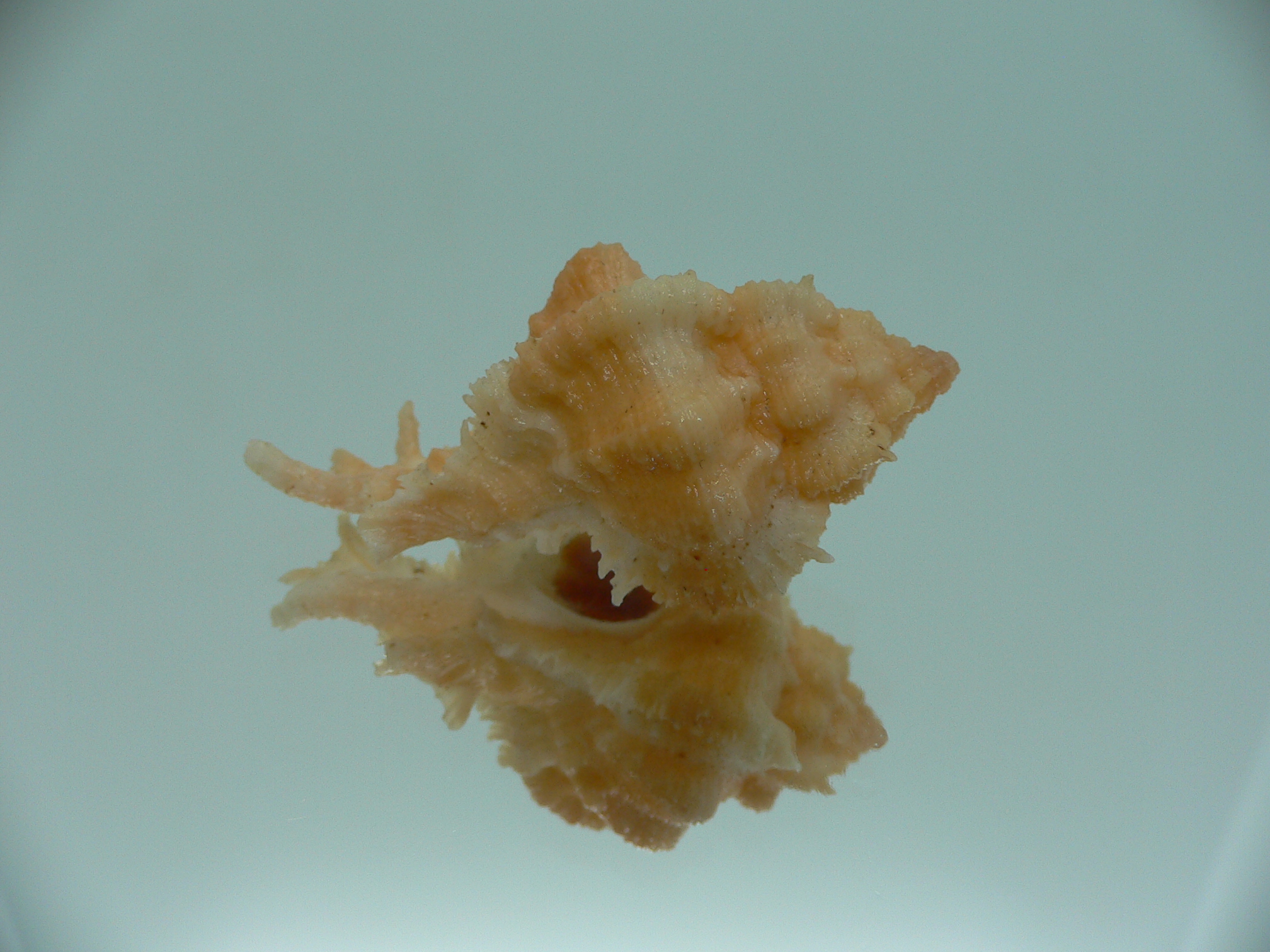 Chicomurex gloriosus BABY
