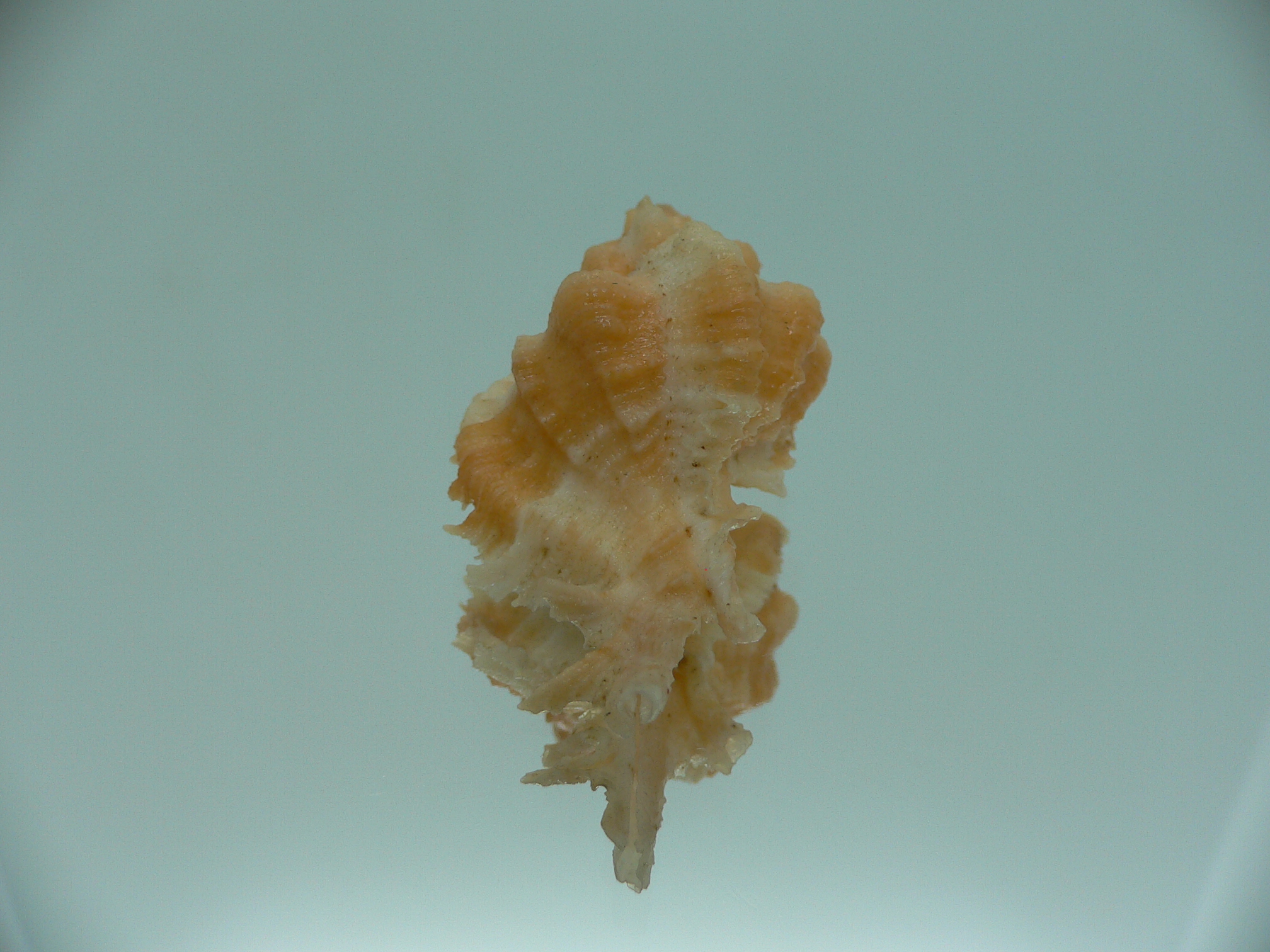 Chicomurex gloriosus BABY
