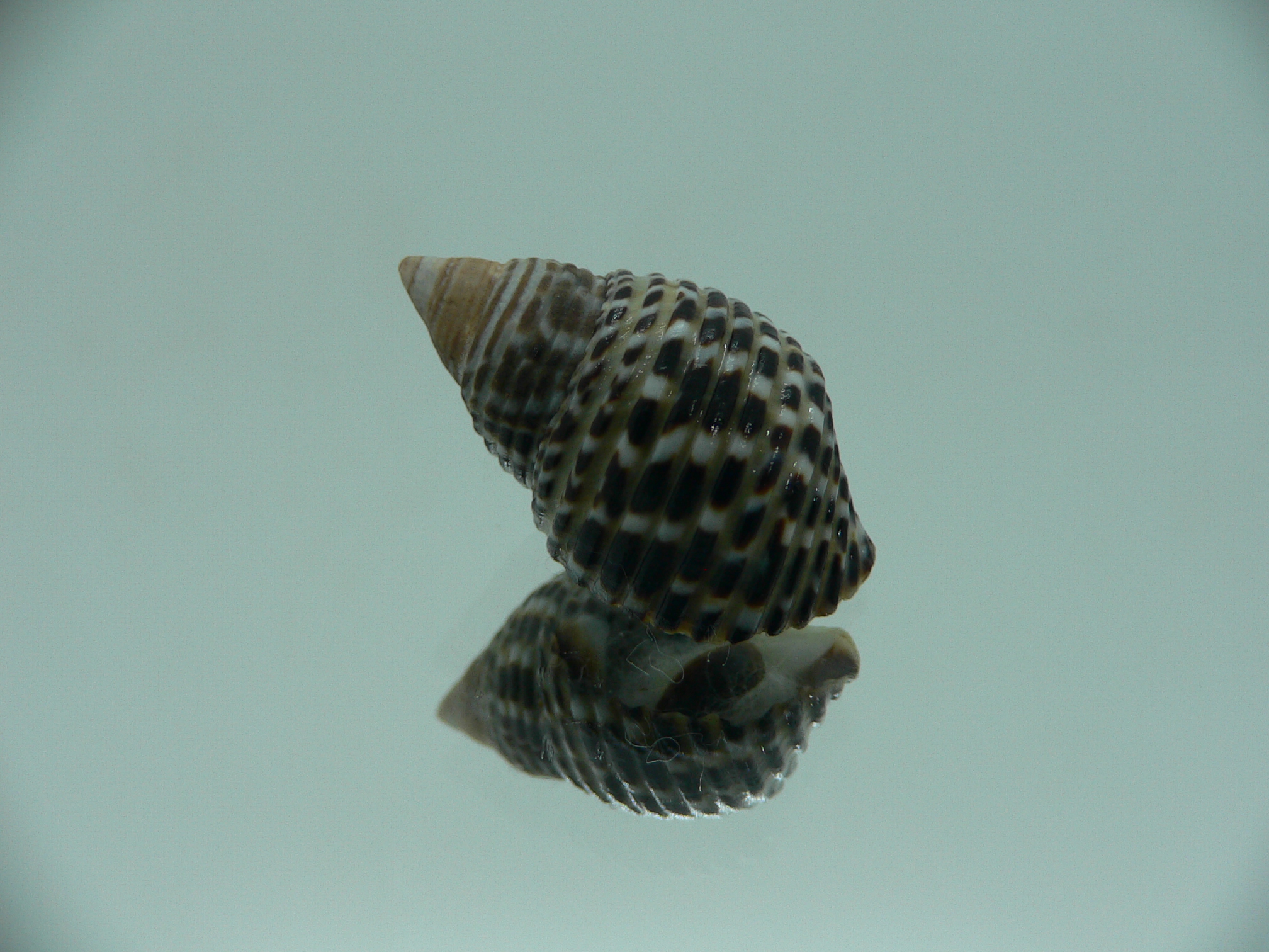 Planaxis sulcatus POCKMARKED