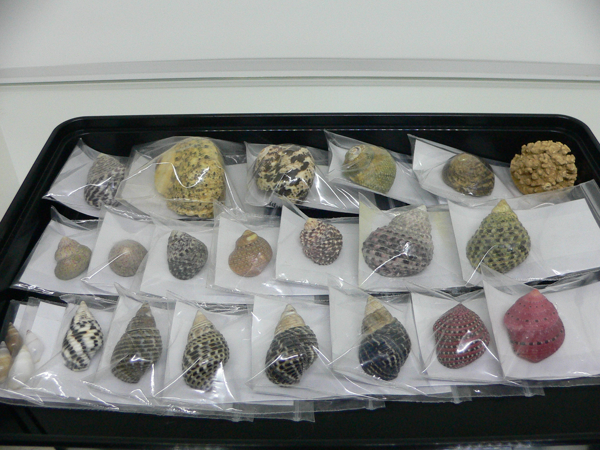 Planaxis sulcatus POCKMARKED