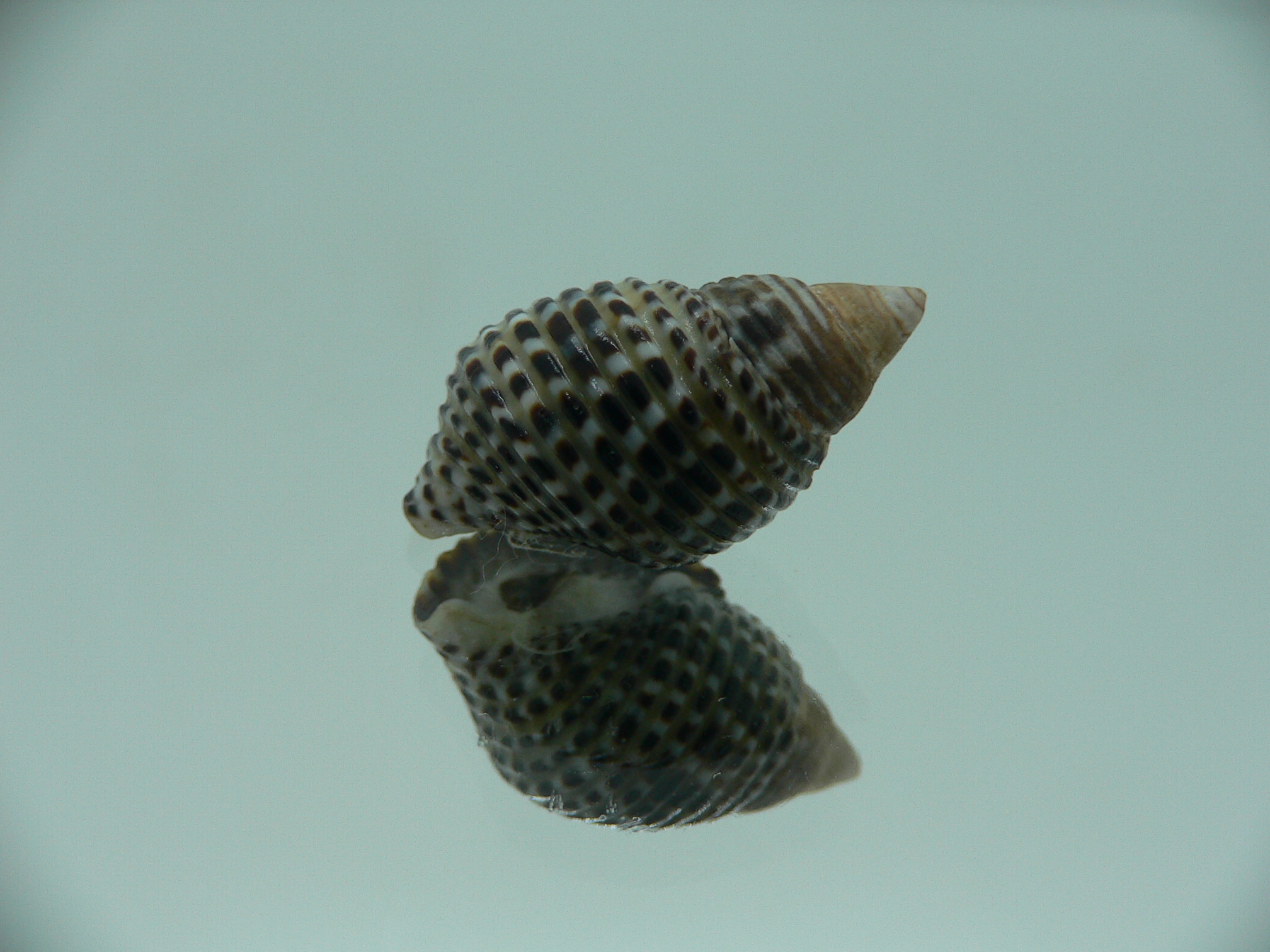 Planaxis sulcatus POCKMARKED