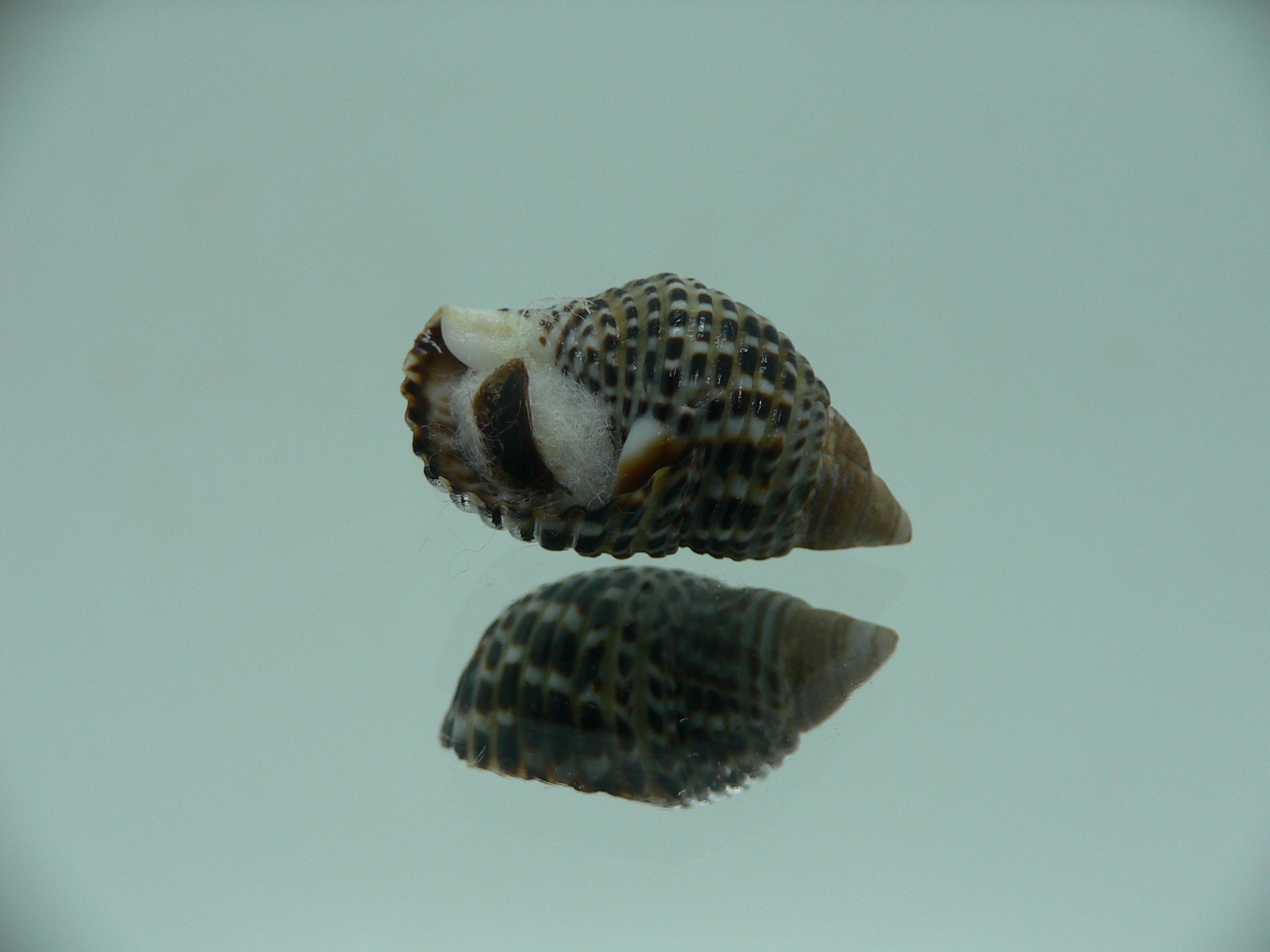 Planaxis sulcatus POCKMARKED