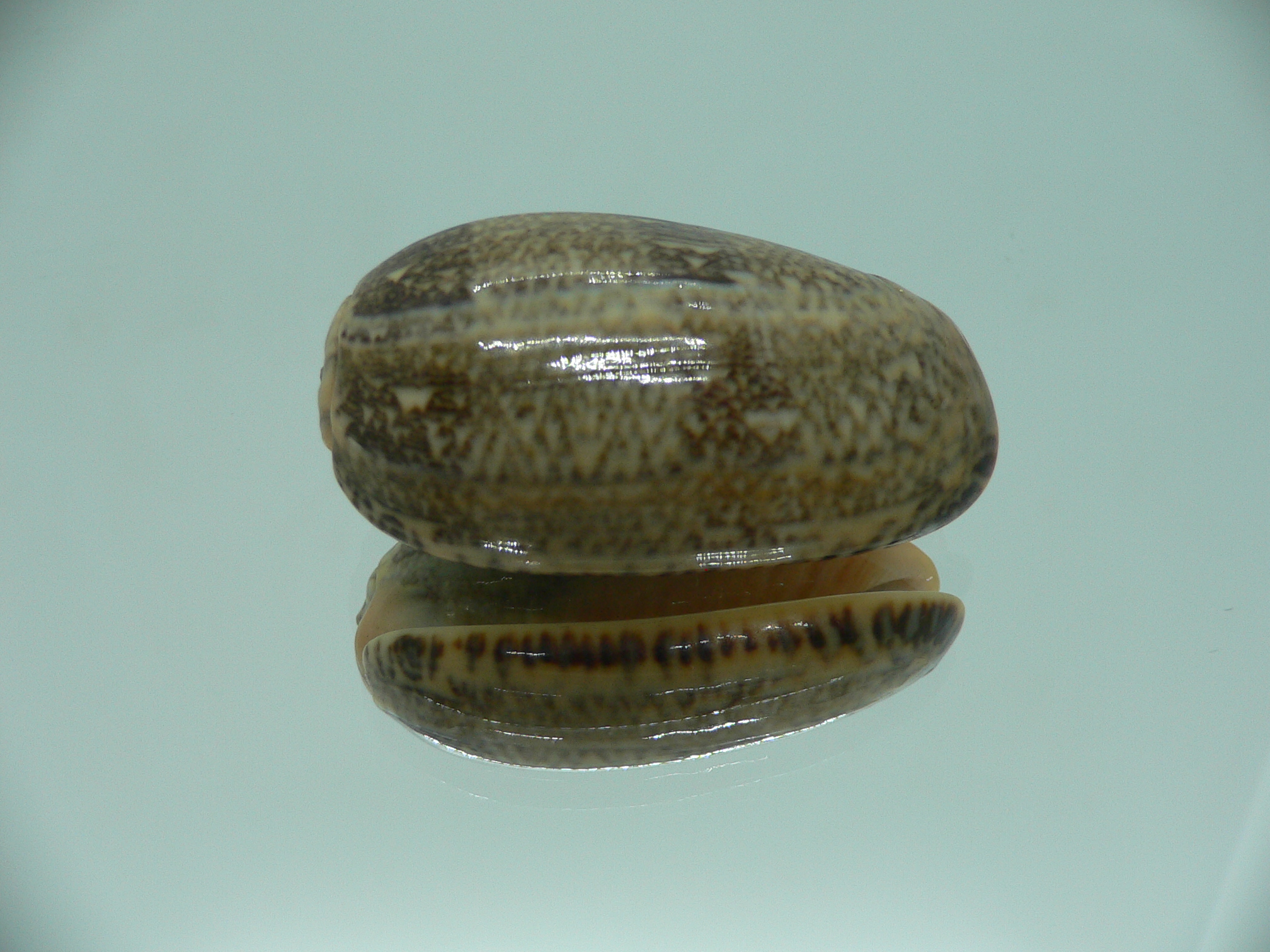 Oliva reticulata evania (var.) RARE