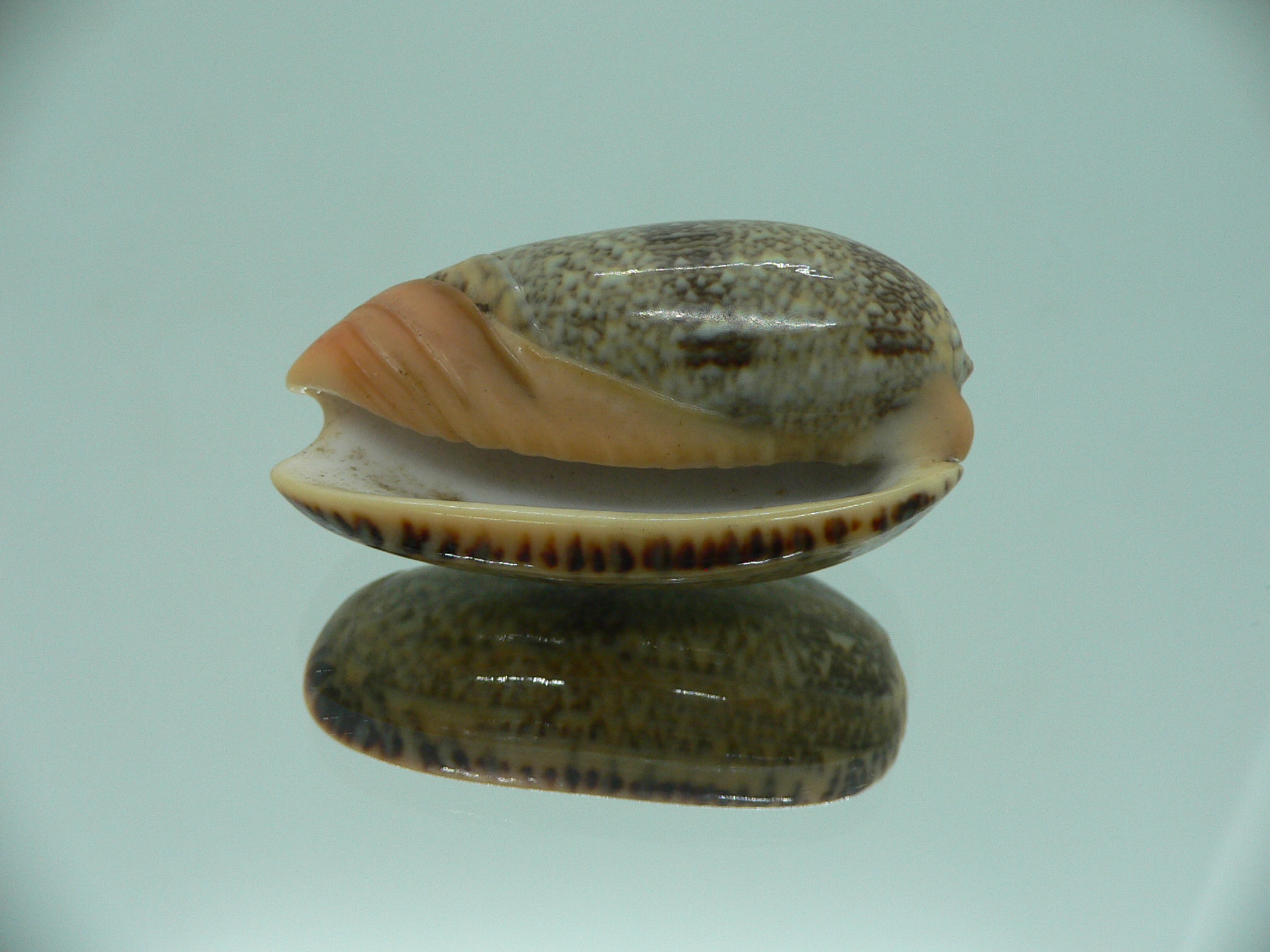 Oliva reticulata evania (var.) RARE
