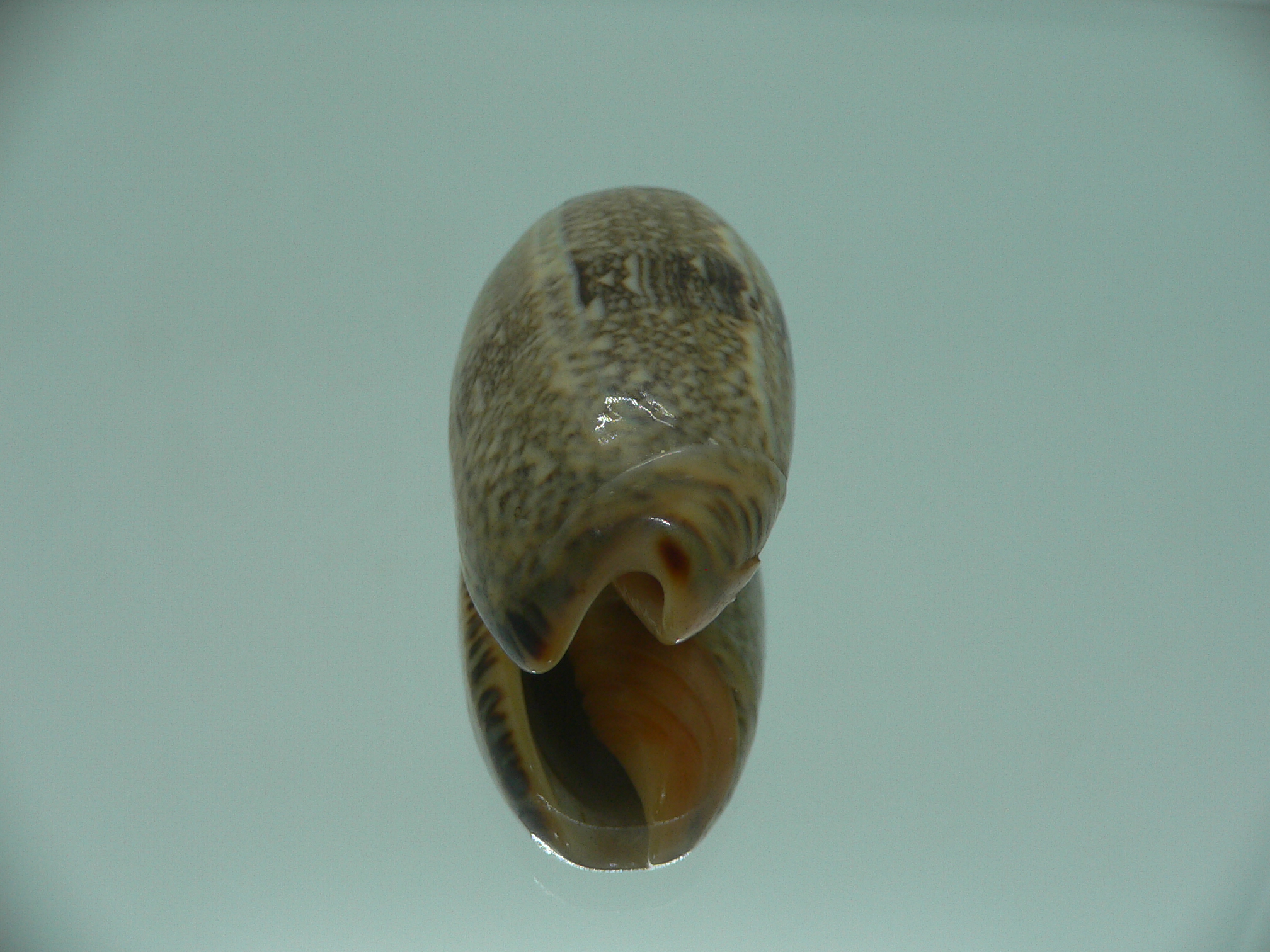Oliva reticulata evania (var.) RARE