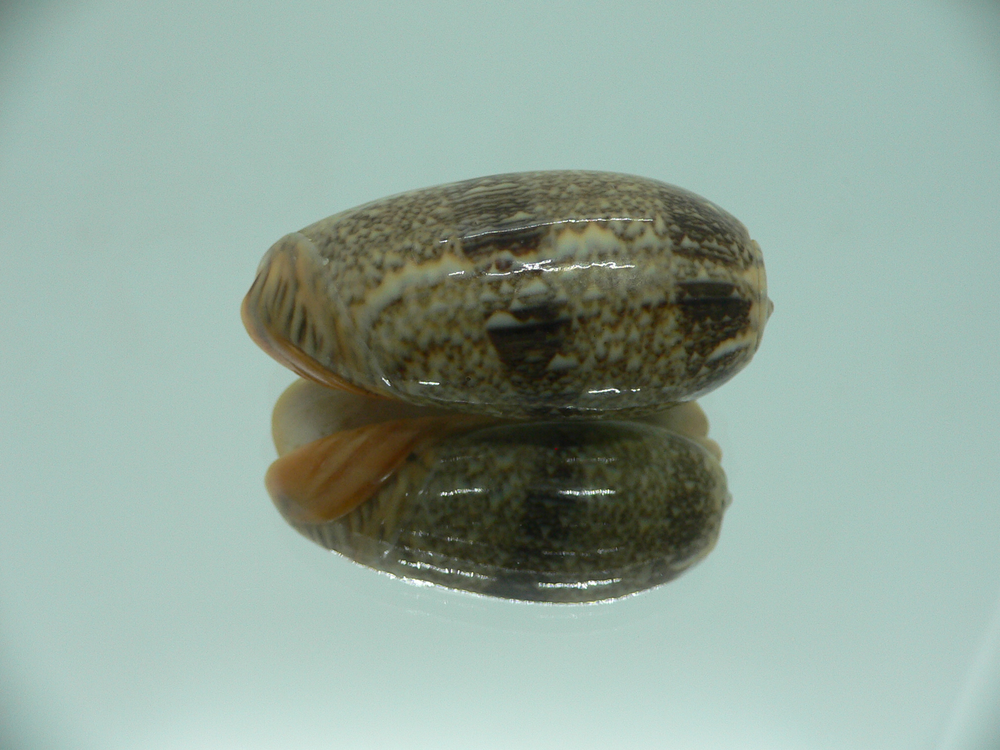 Oliva reticulata evania (var.) RARE