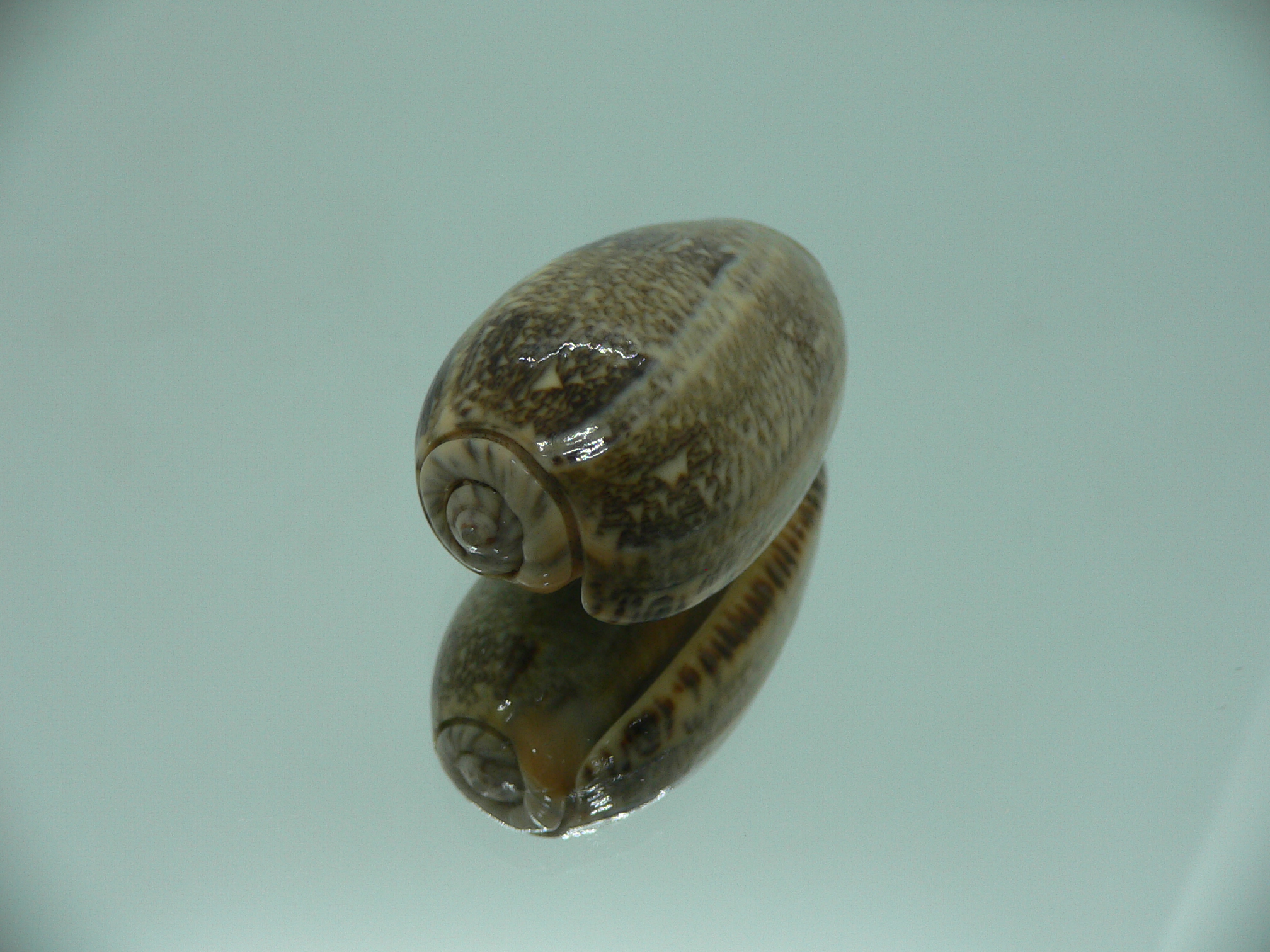 Oliva reticulata evania (var.) RARE