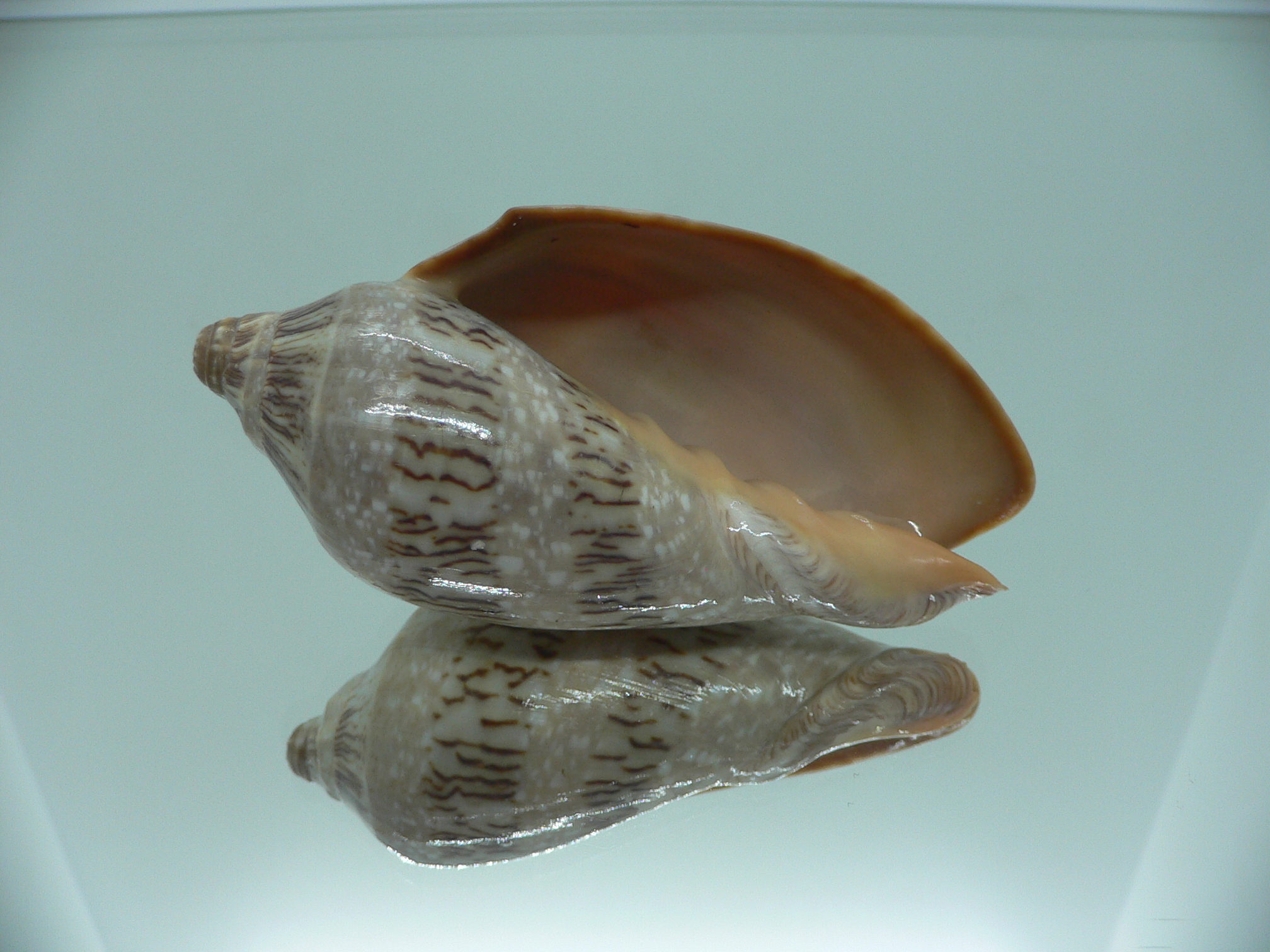 Cymbiola nivosa nivosa BIG & ENDEMIC