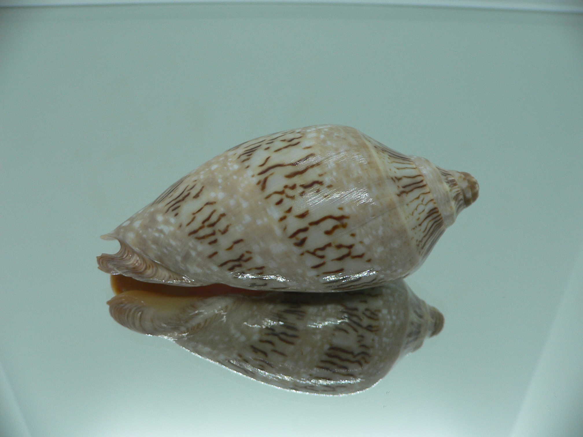 Cymbiola nivosa nivosa BIG & ENDEMIC
