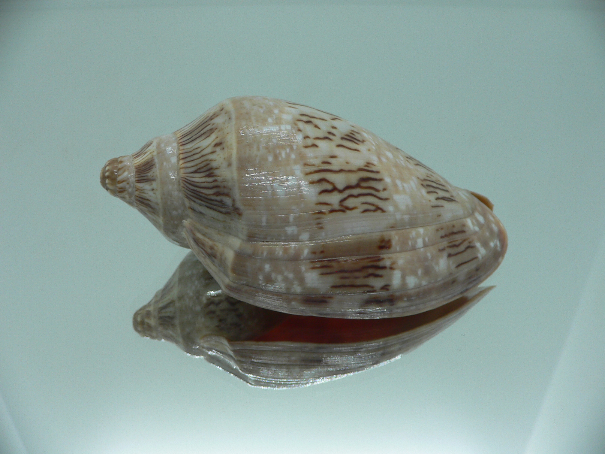 Cymbiola nivosa nivosa BIG & ENDEMIC