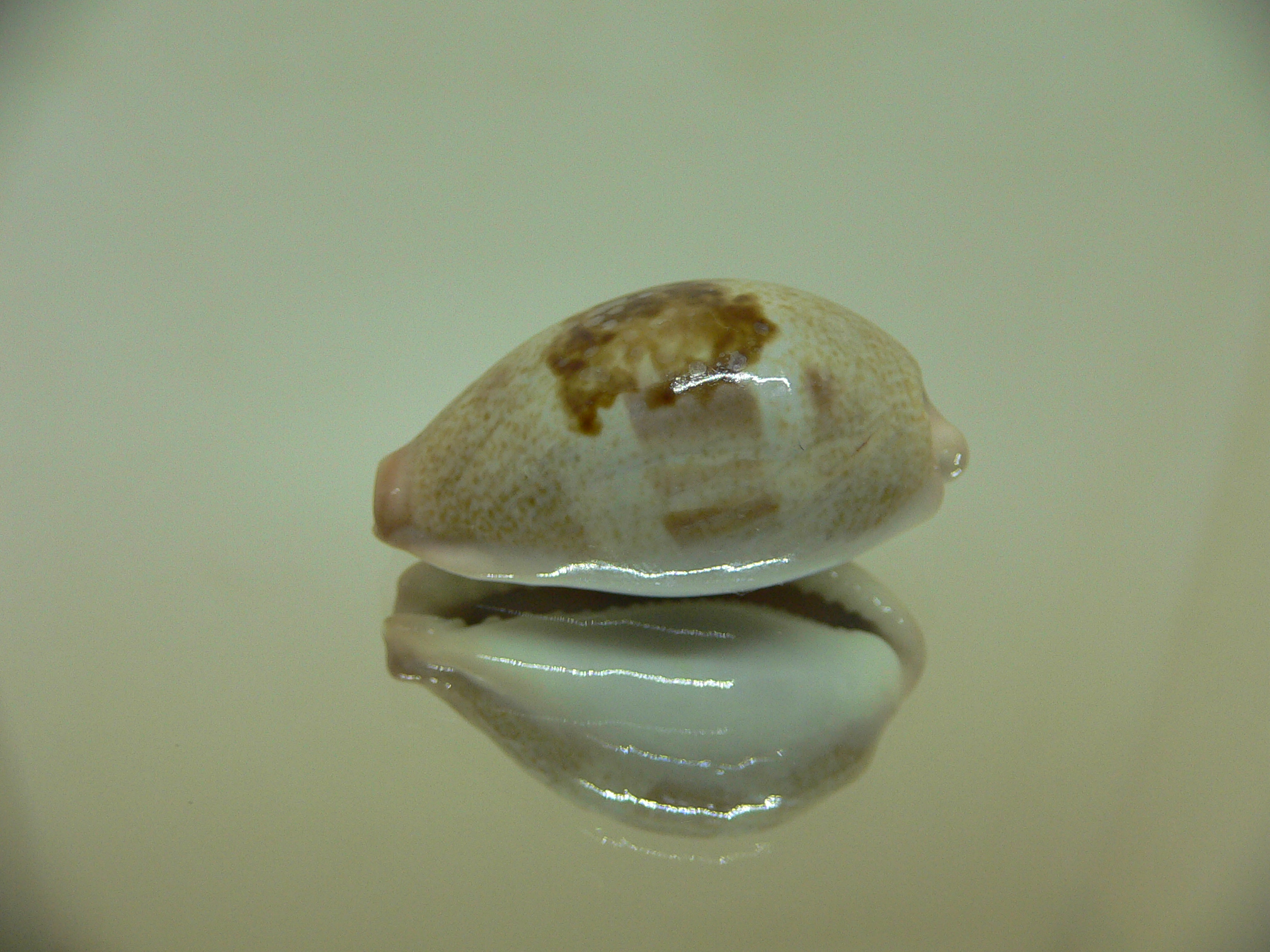 Cypraea subviridis dorsalis