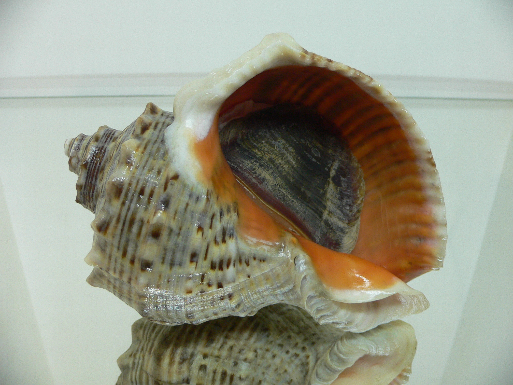 Rapana venosa WHITE STRIPE