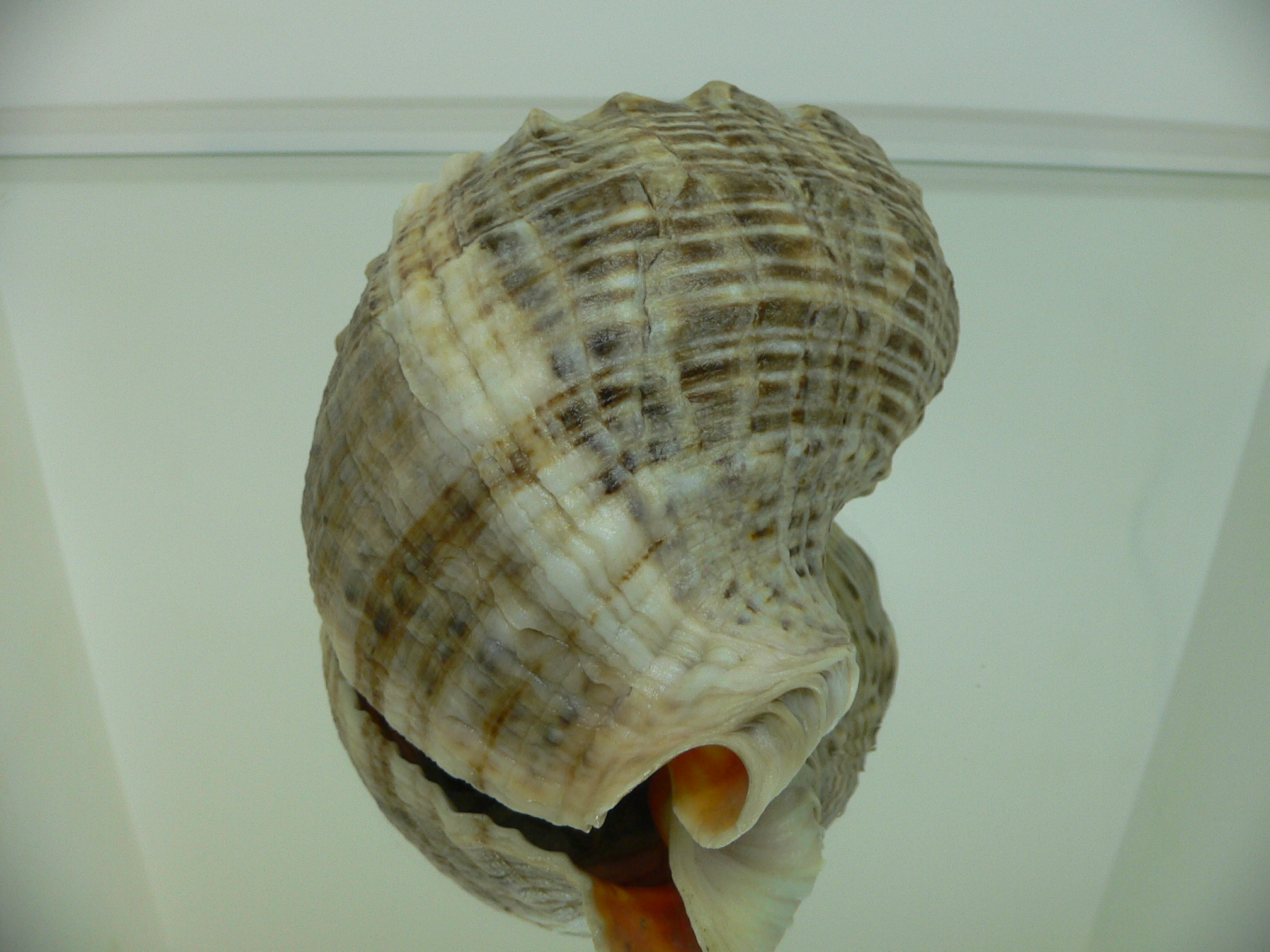 Rapana venosa WHITE STRIPE