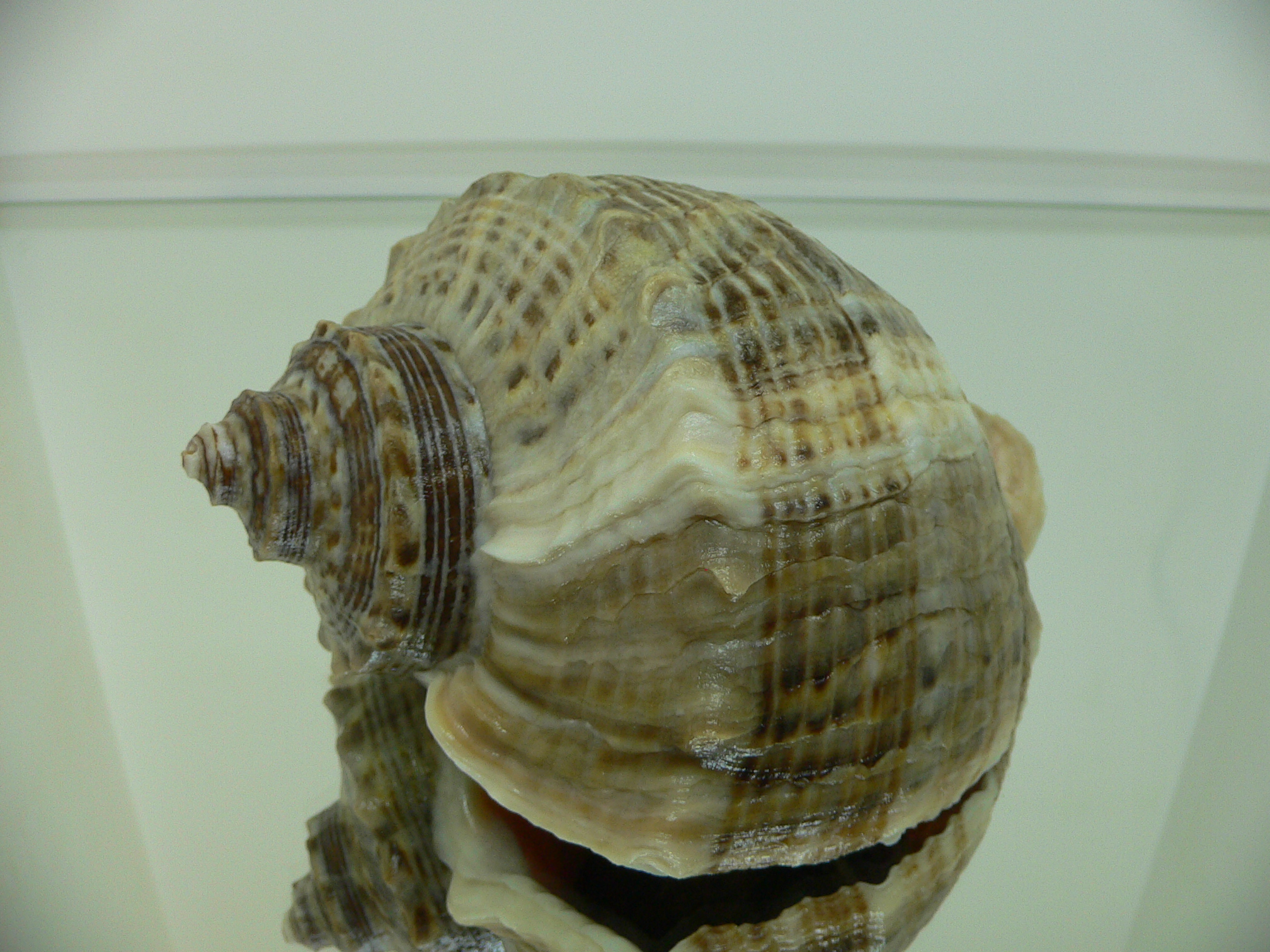 Rapana venosa WHITE STRIPE