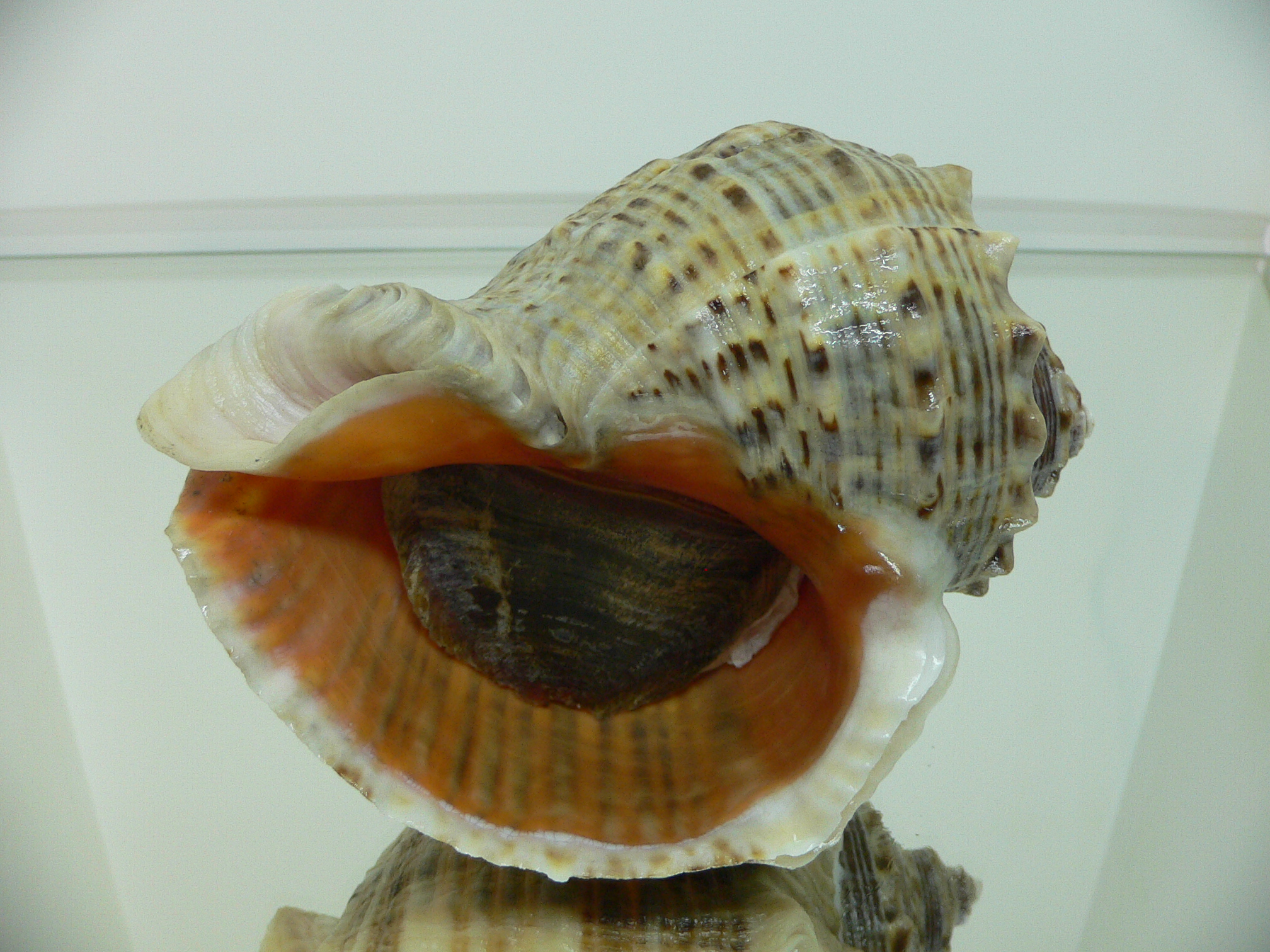 Rapana venosa WHITE STRIPE