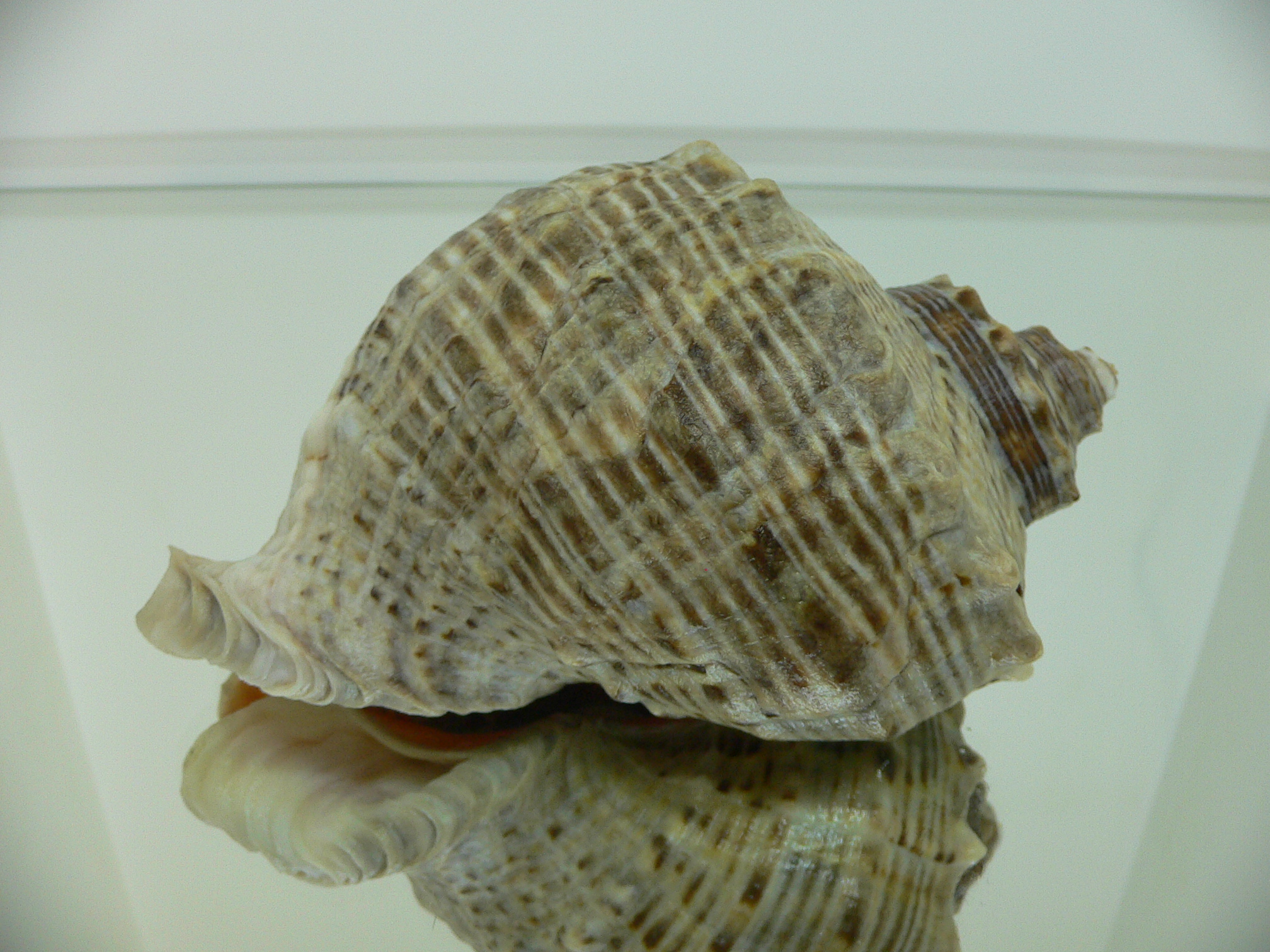 Rapana venosa WHITE STRIPE