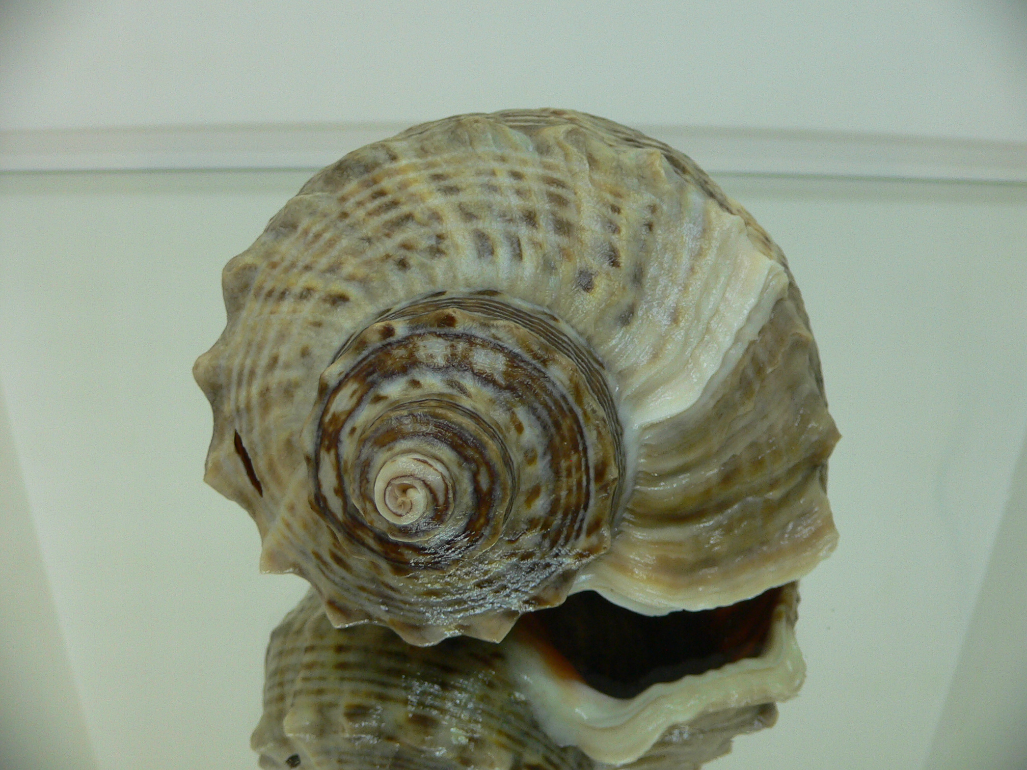 Rapana venosa WHITE STRIPE