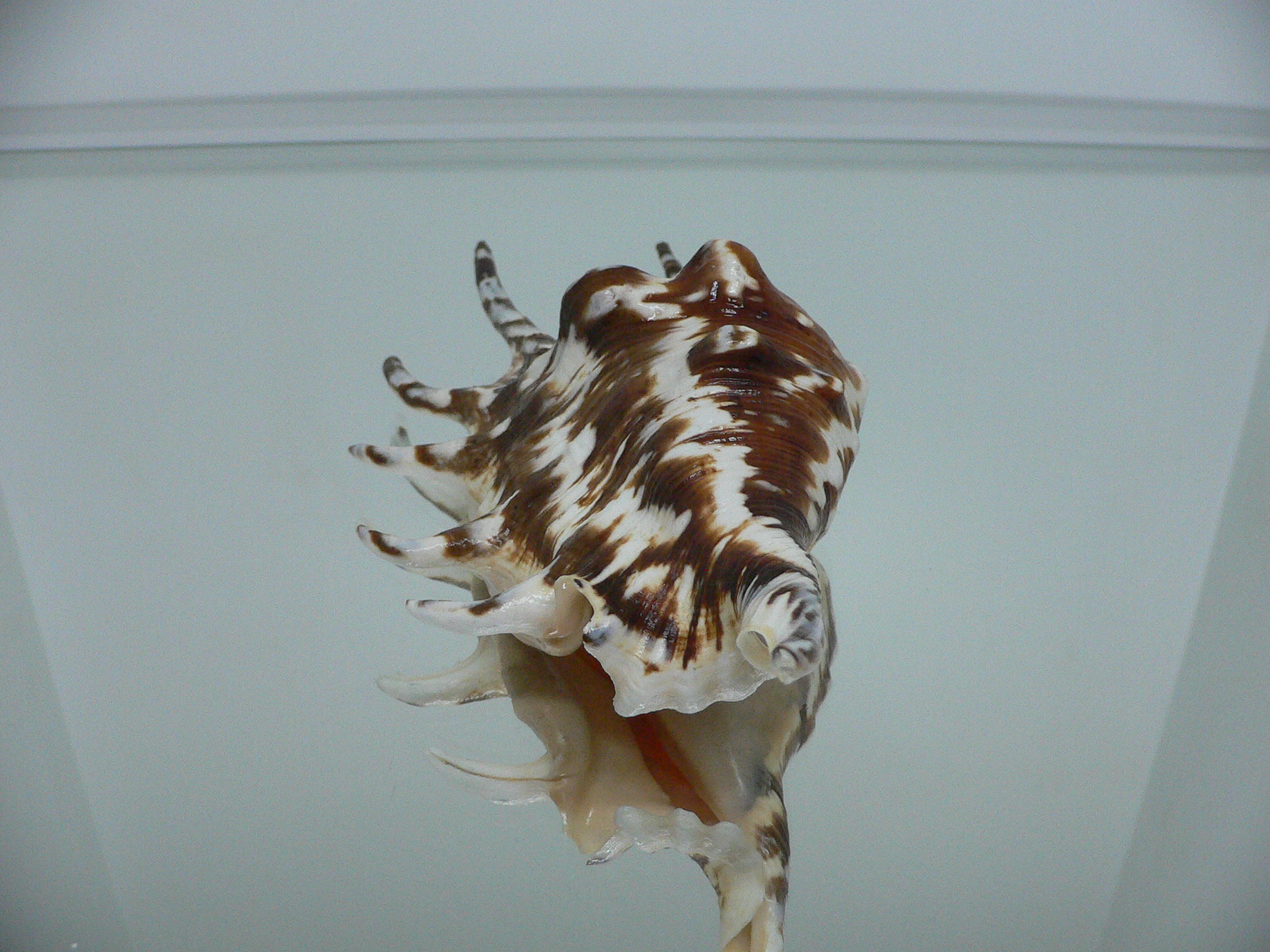 Lambis lambis BLUE FINGERS