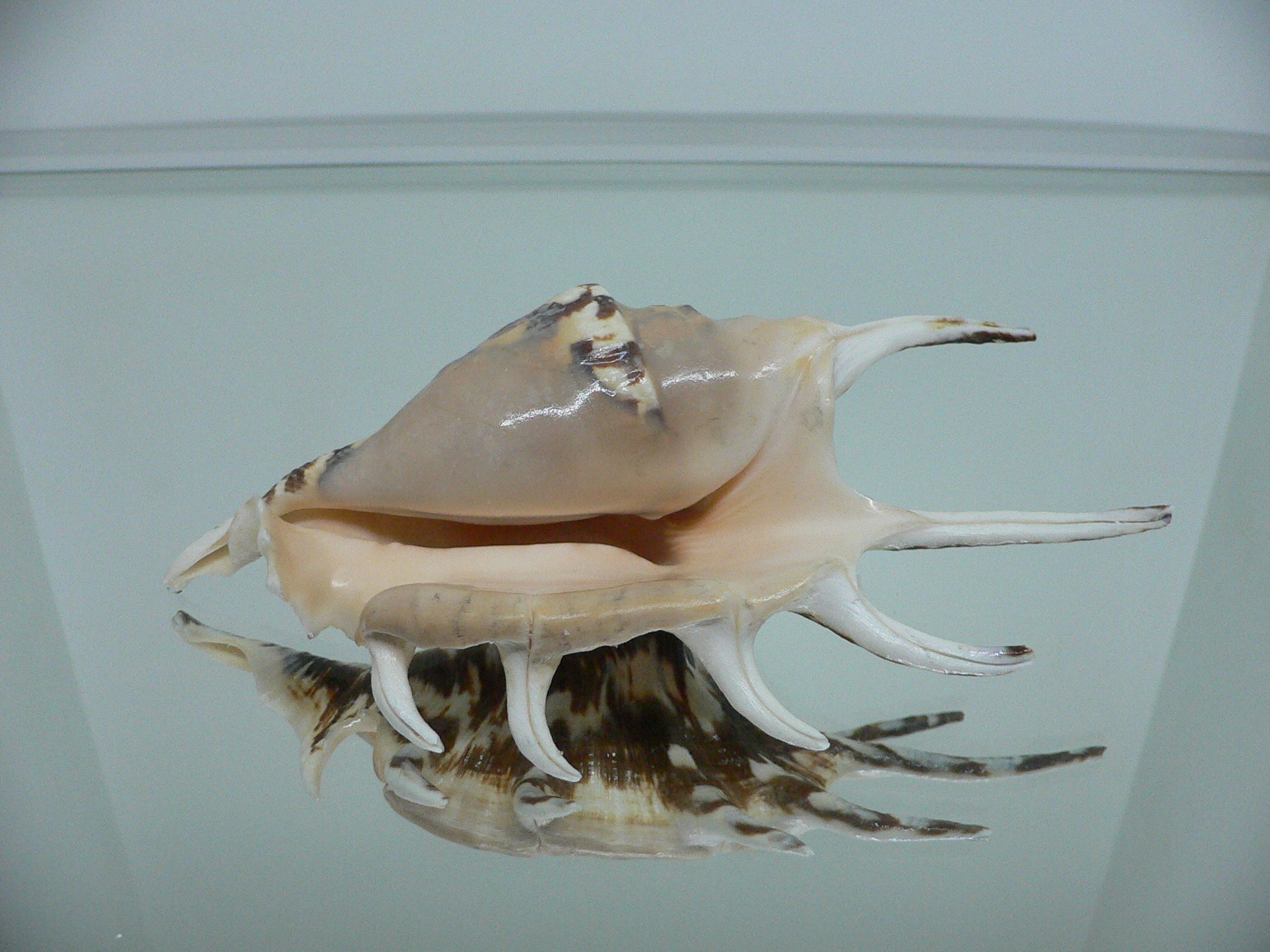 Lambis lambis BLUE FINGERS