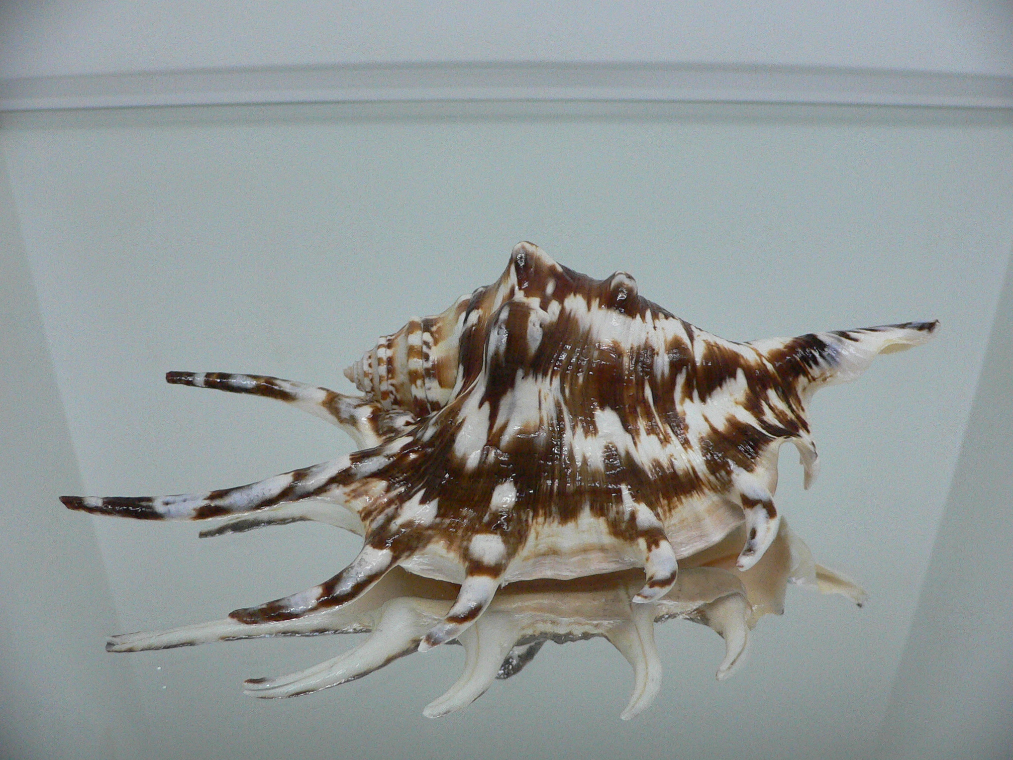 Lambis lambis BLUE FINGERS