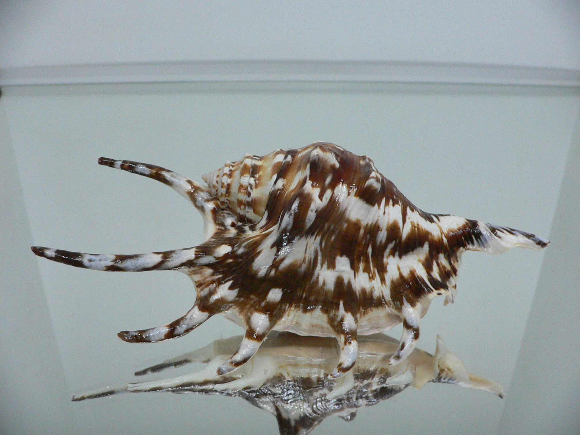 Lambis lambis BLUE FINGERS