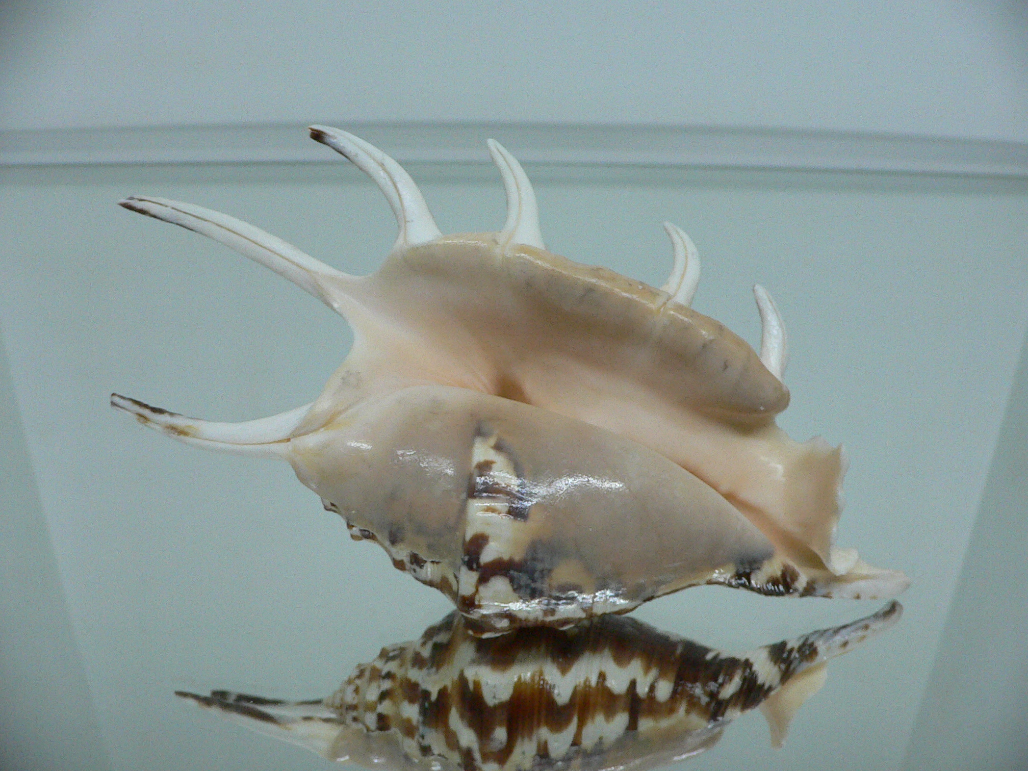 Lambis lambis BLUE FINGERS