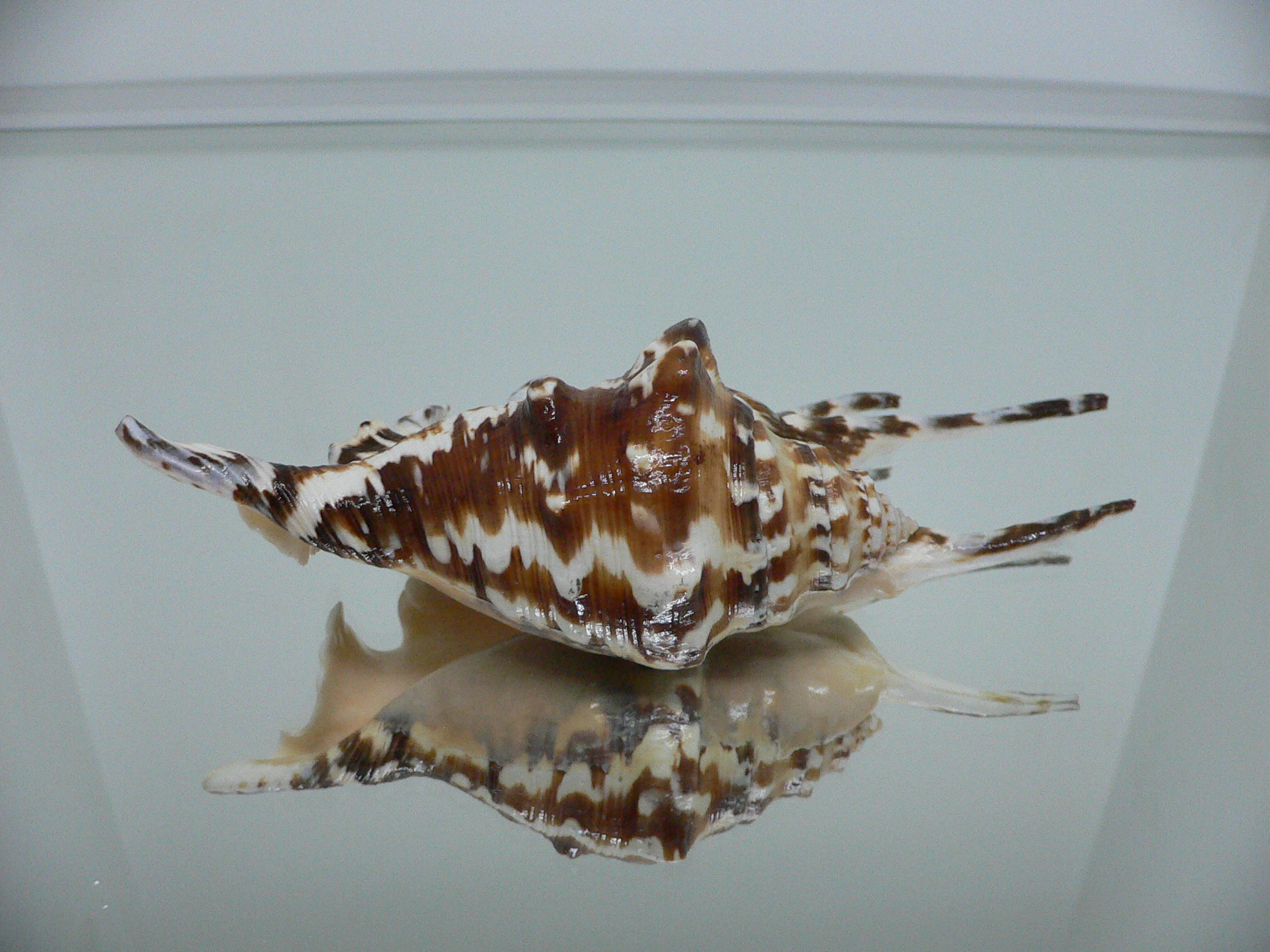 Lambis lambis BLUE FINGERS