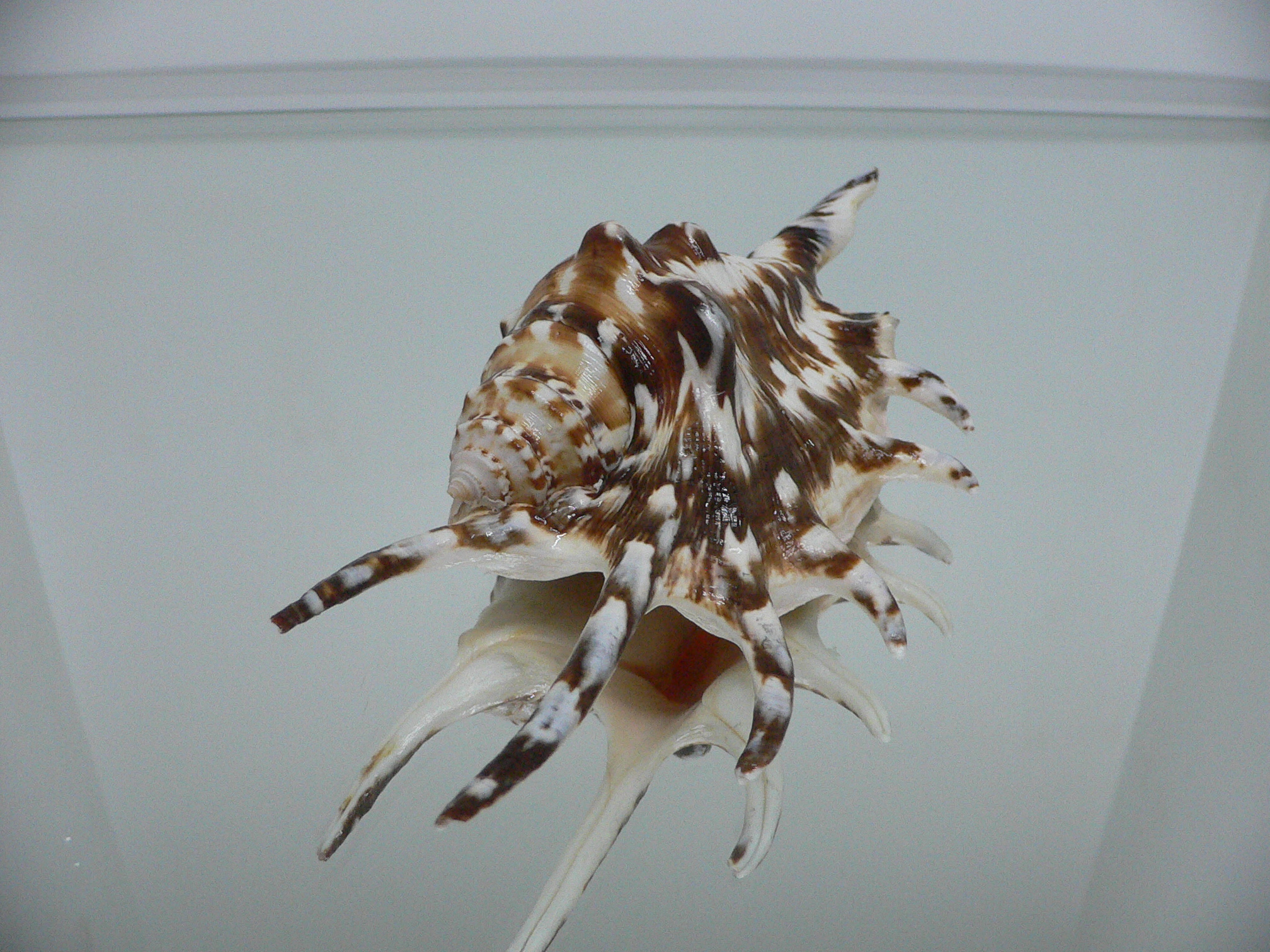 Lambis lambis BLUE FINGERS