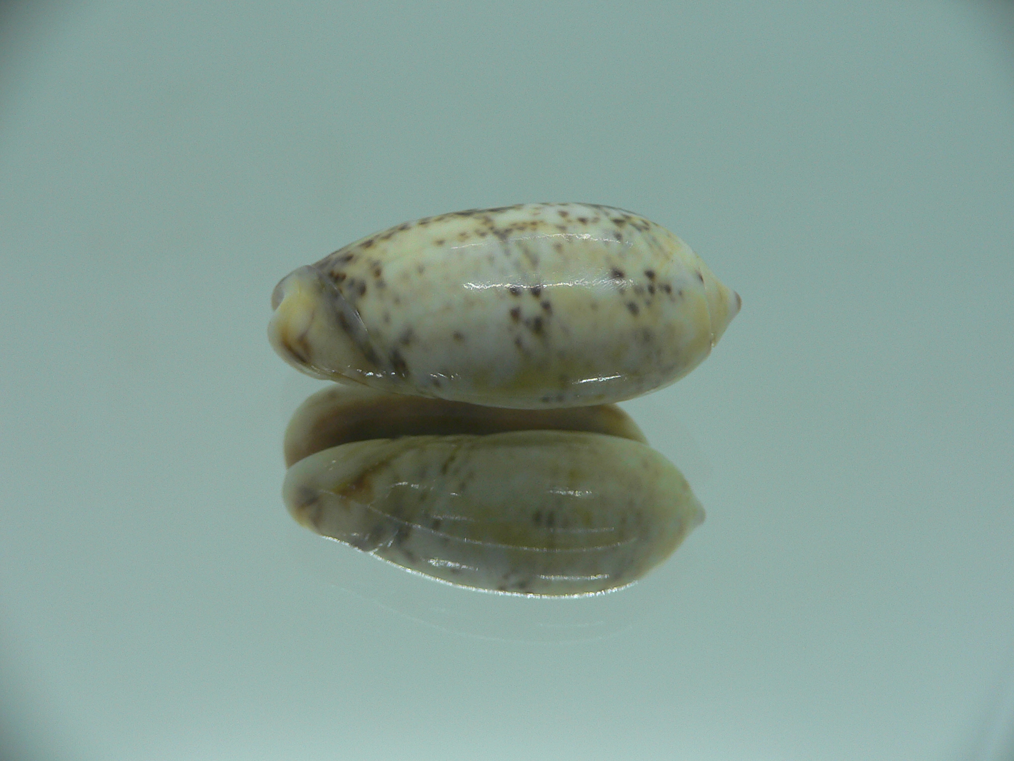 Oliva caerulea f. philippinensis