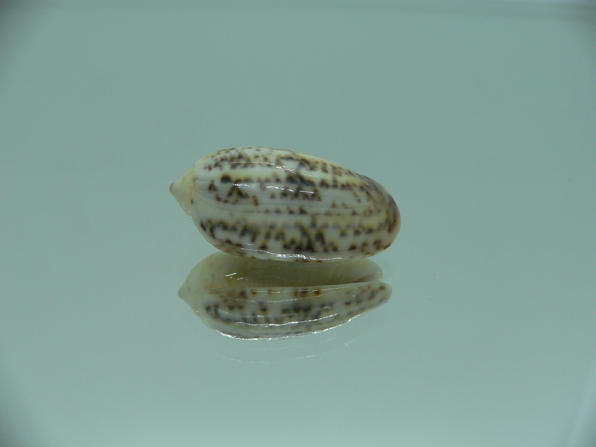 Oliva caerulea f. philippinensis