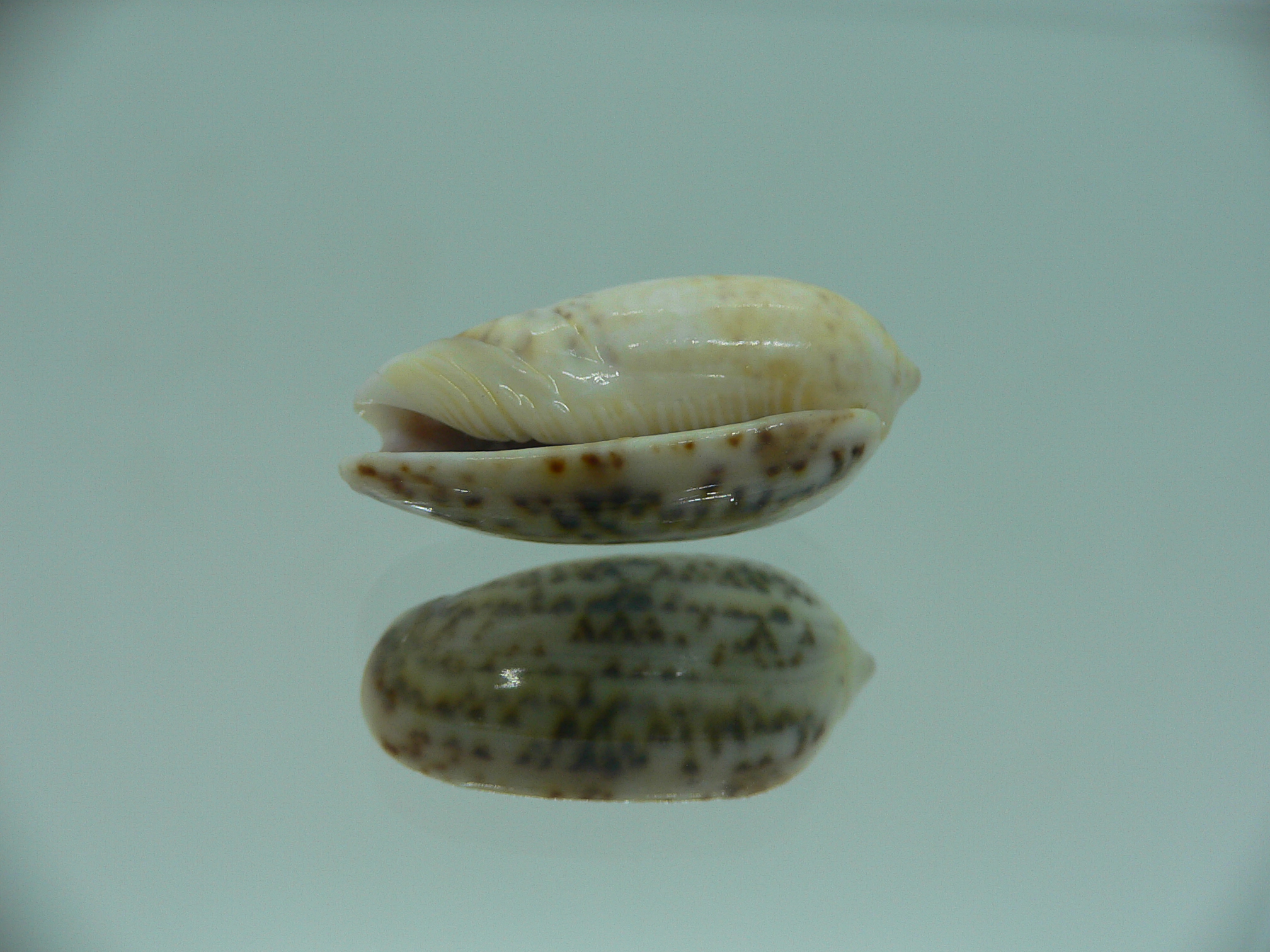 Oliva caerulea f. philippinensis