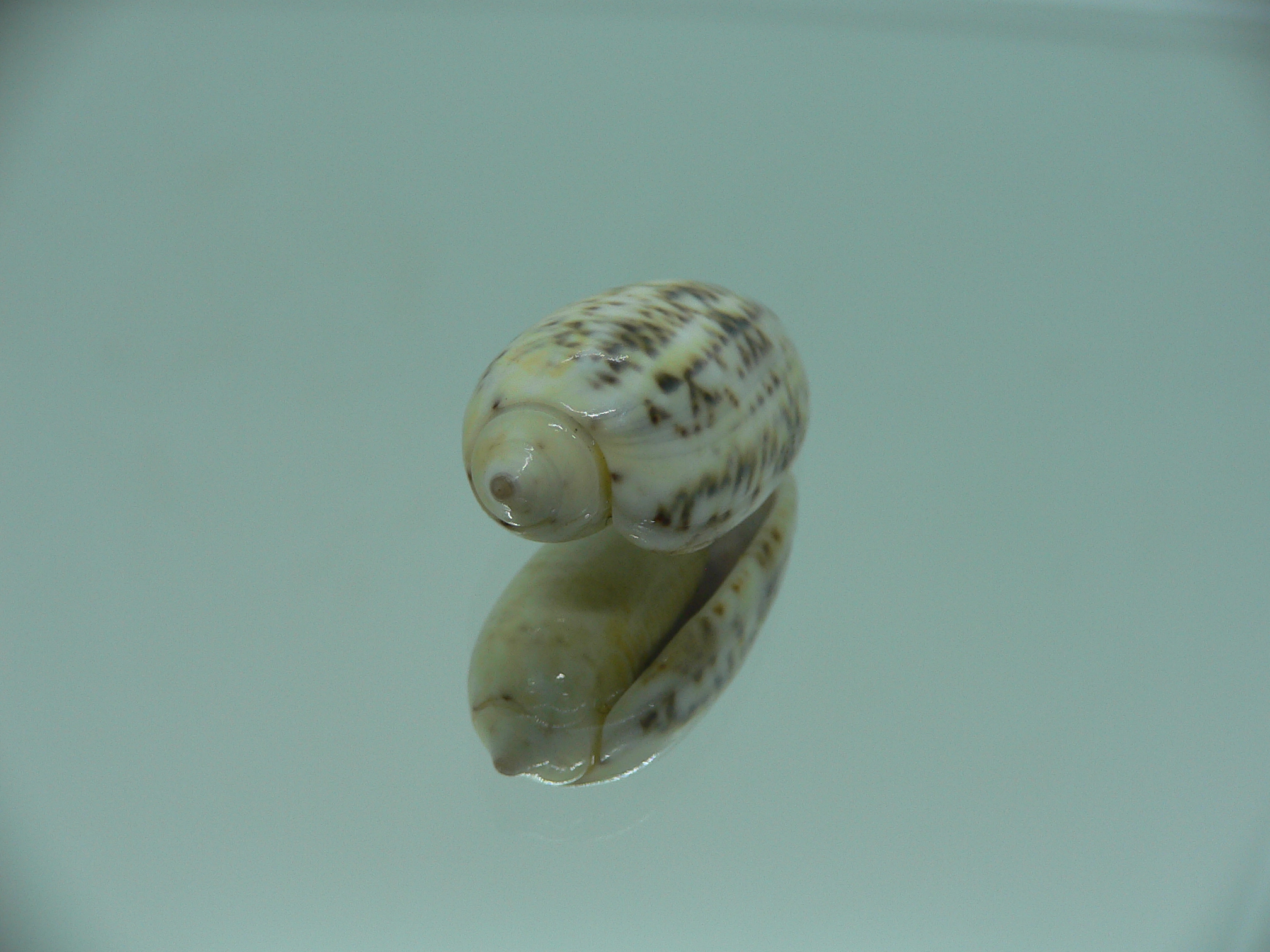 Oliva caerulea f. philippinensis