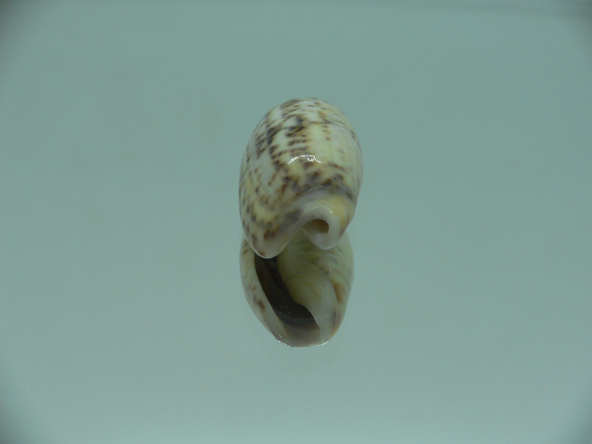 Oliva caerulea f. philippinensis