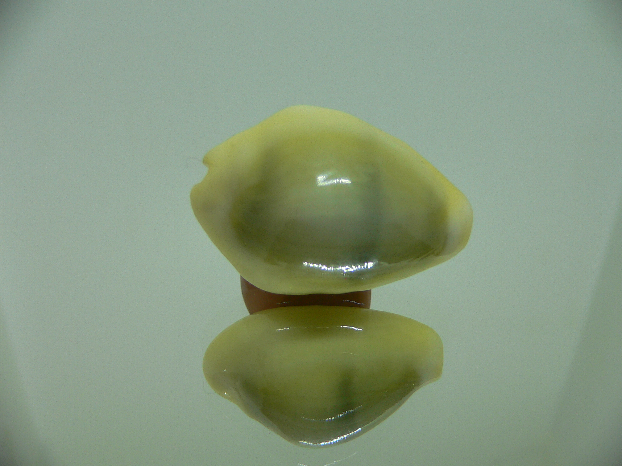 Cypraea moneta icterina (var.)
