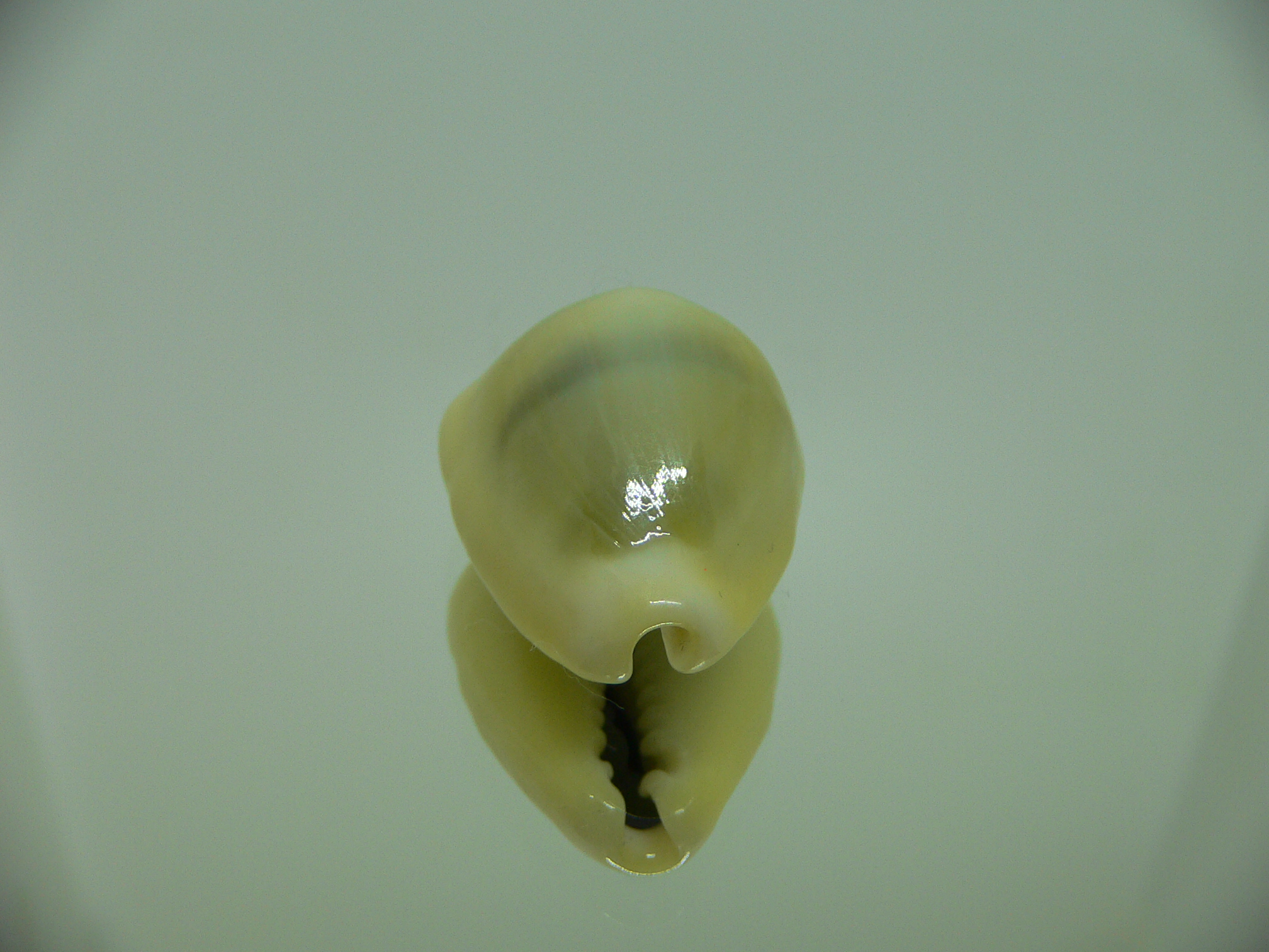 Cypraea moneta icterina (var.)