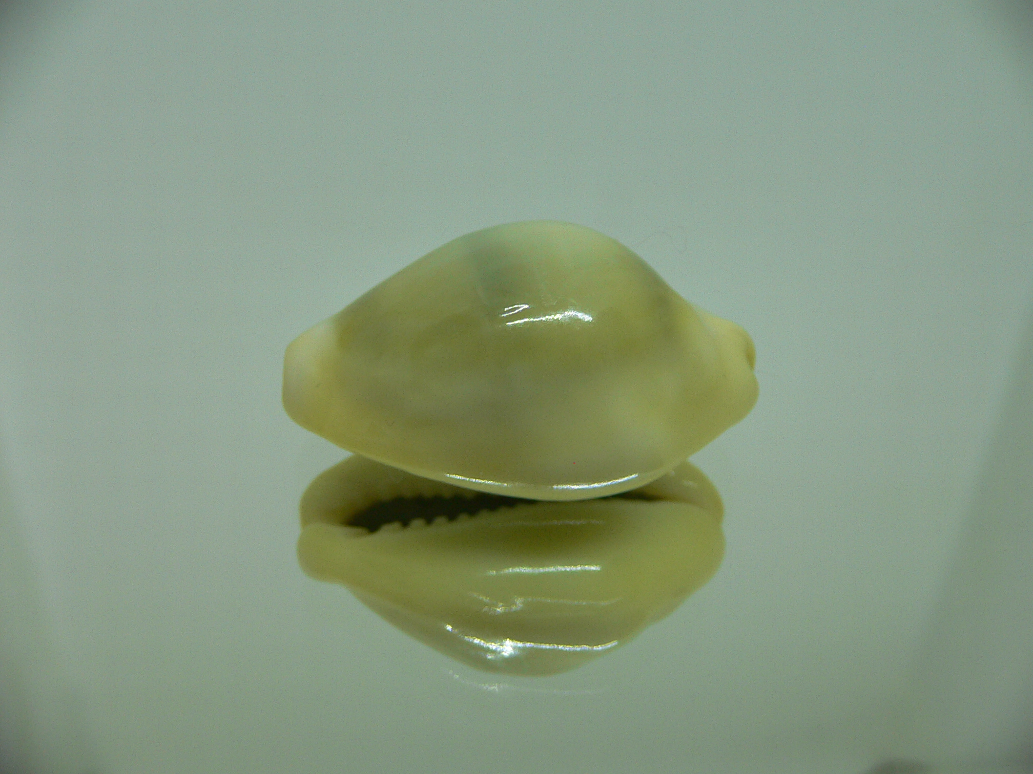 Cypraea moneta icterina (var.)