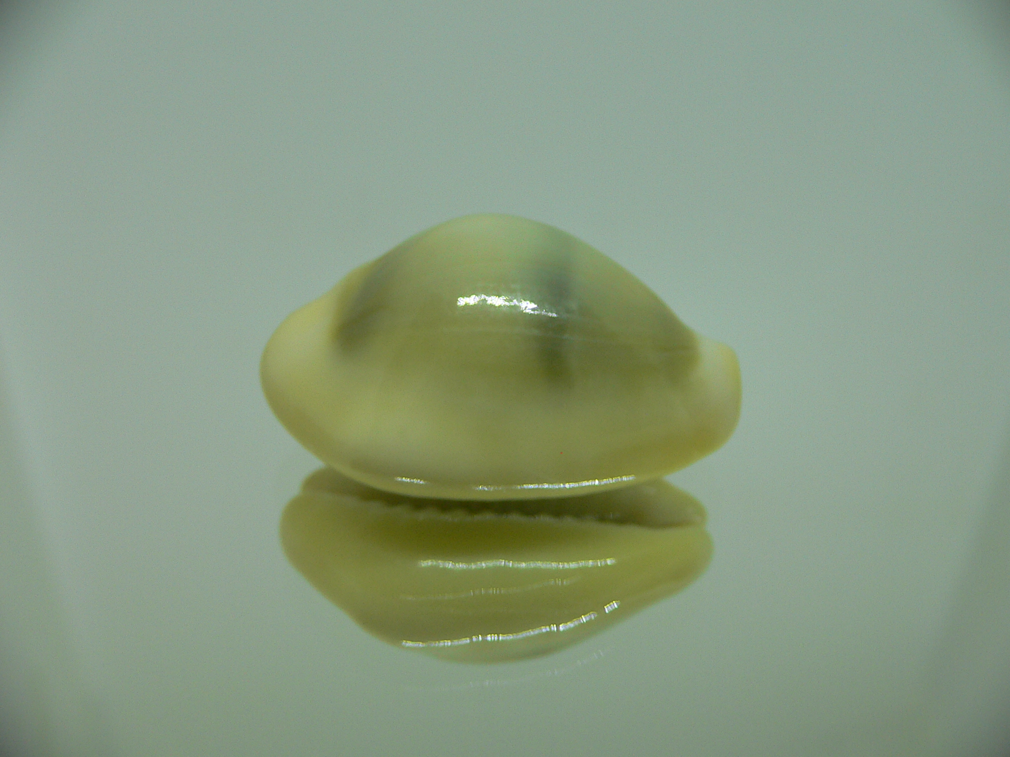 Cypraea moneta icterina (var.)