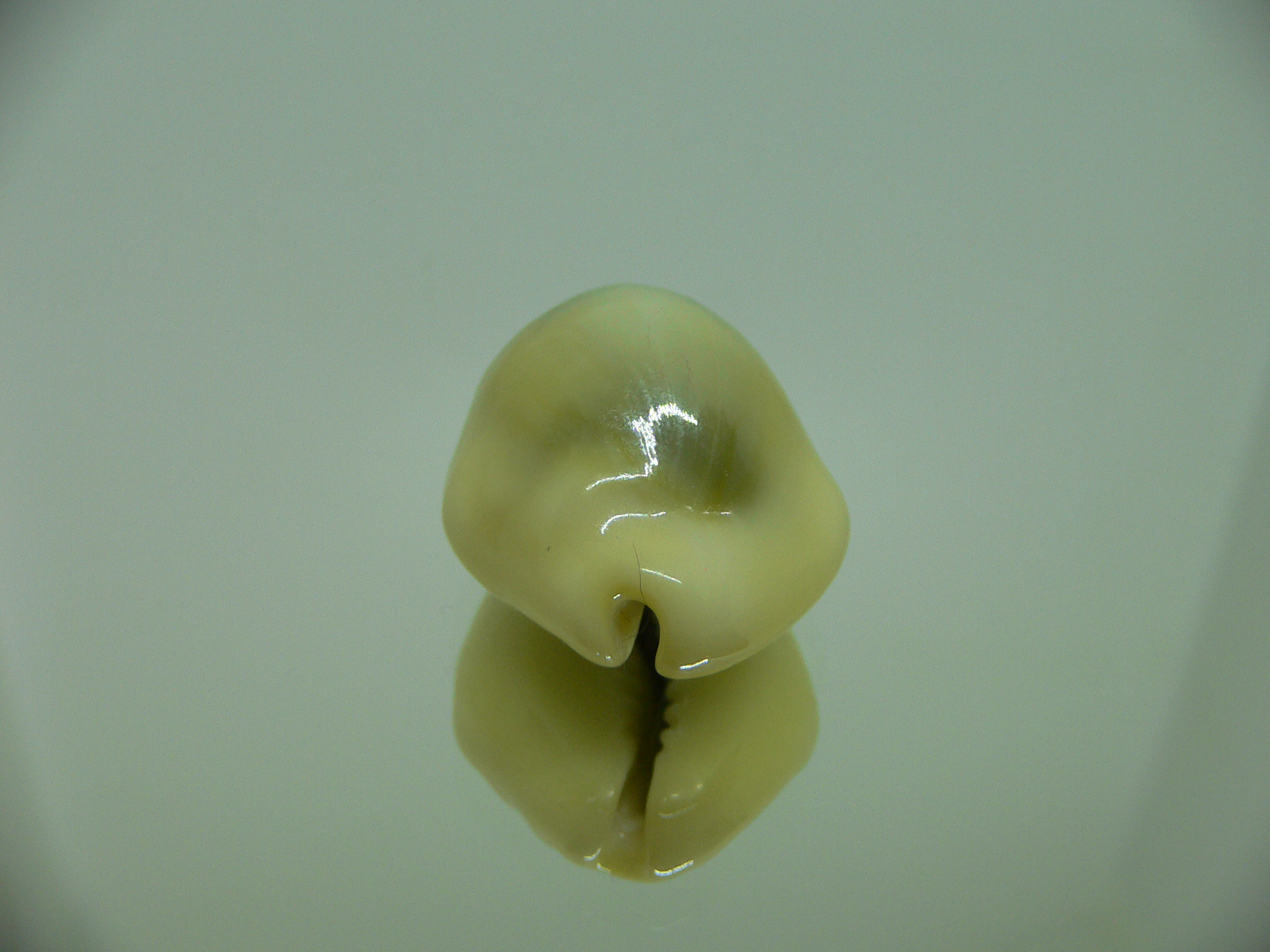 Cypraea moneta icterina (var.)