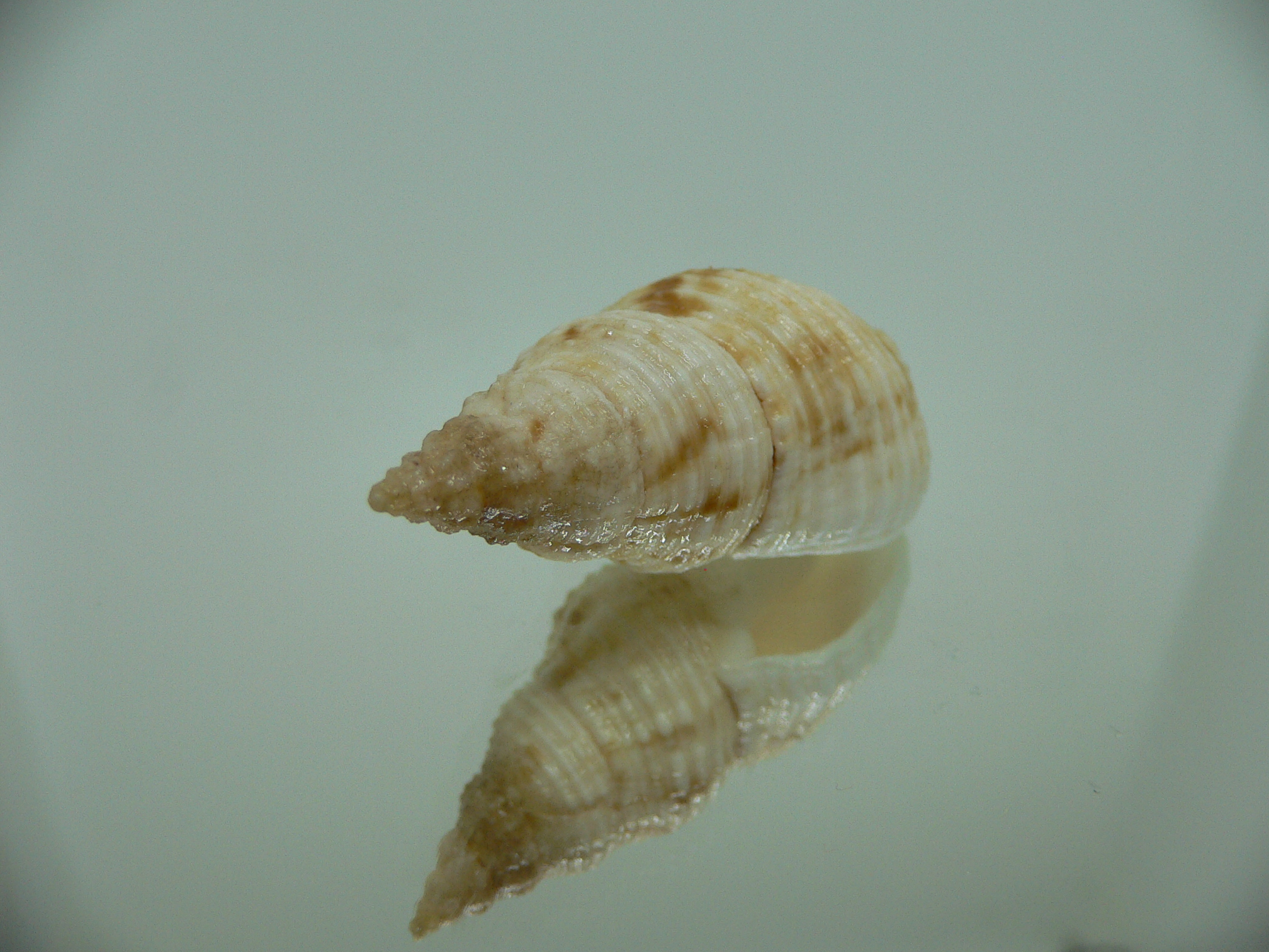 Afrocominella capensis COLOR