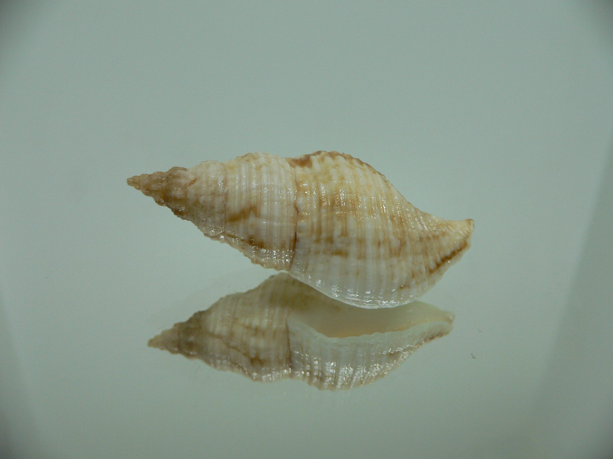 Afrocominella capensis COLOR