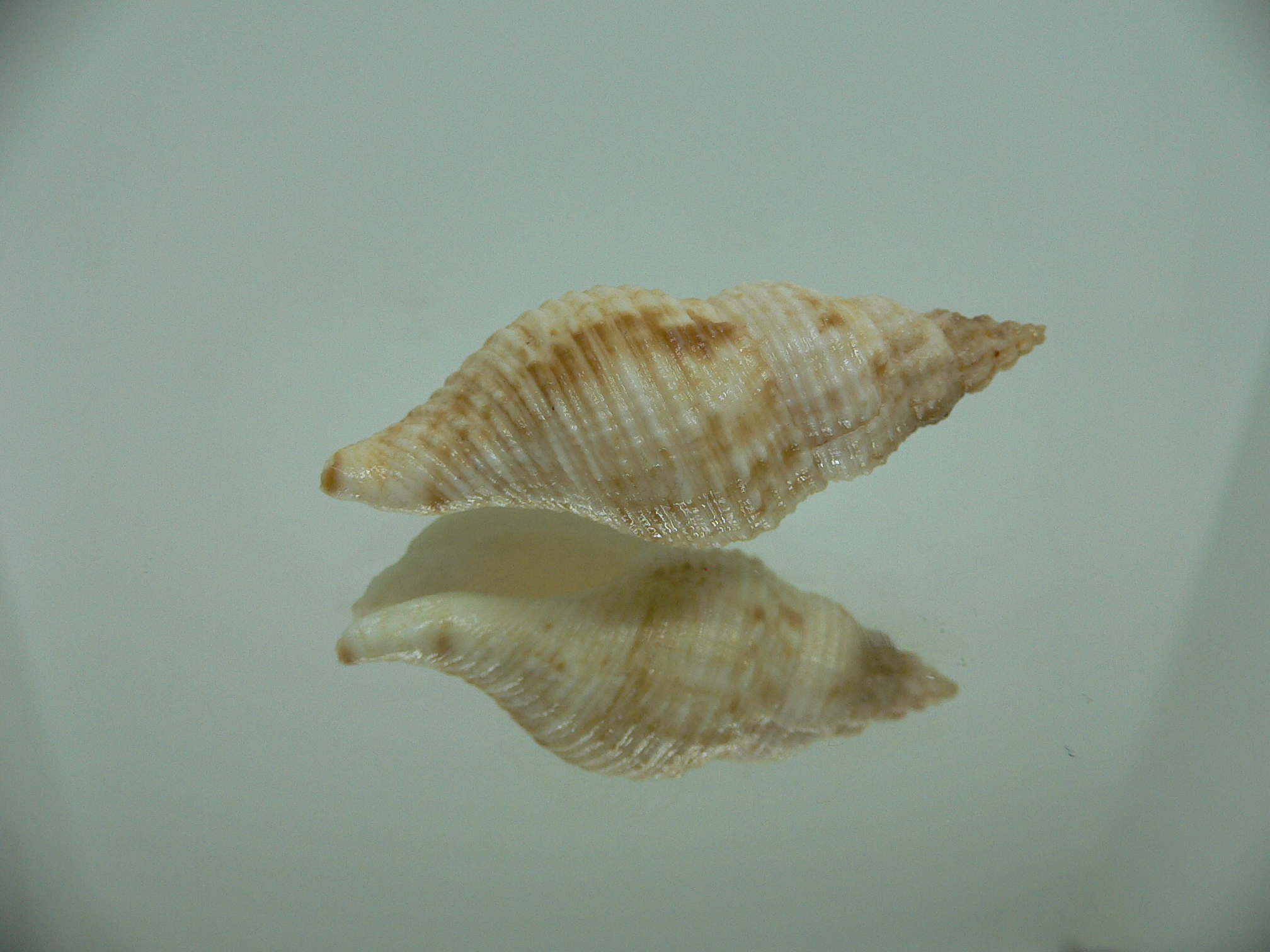 Afrocominella capensis COLOR