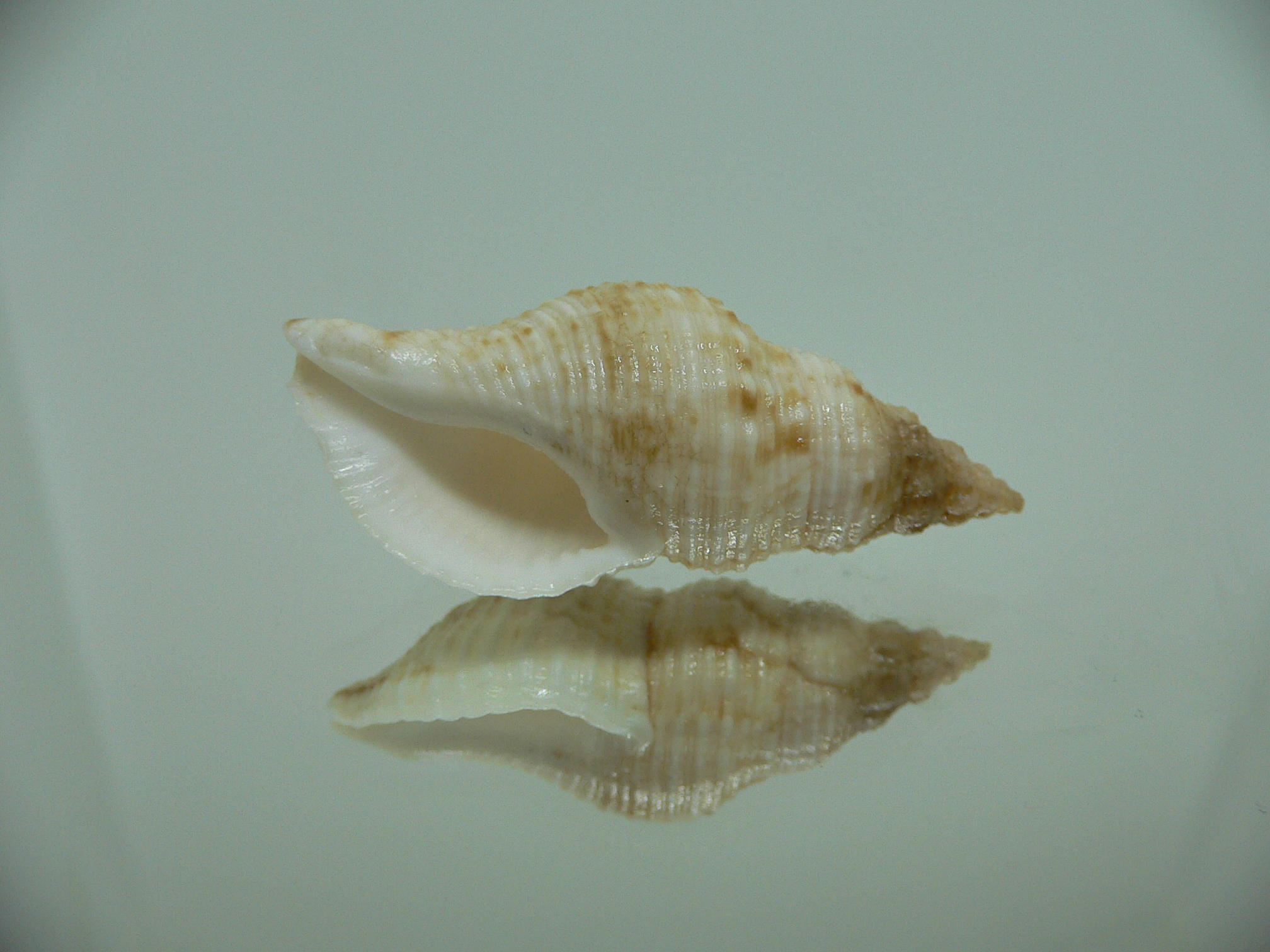 Afrocominella capensis COLOR