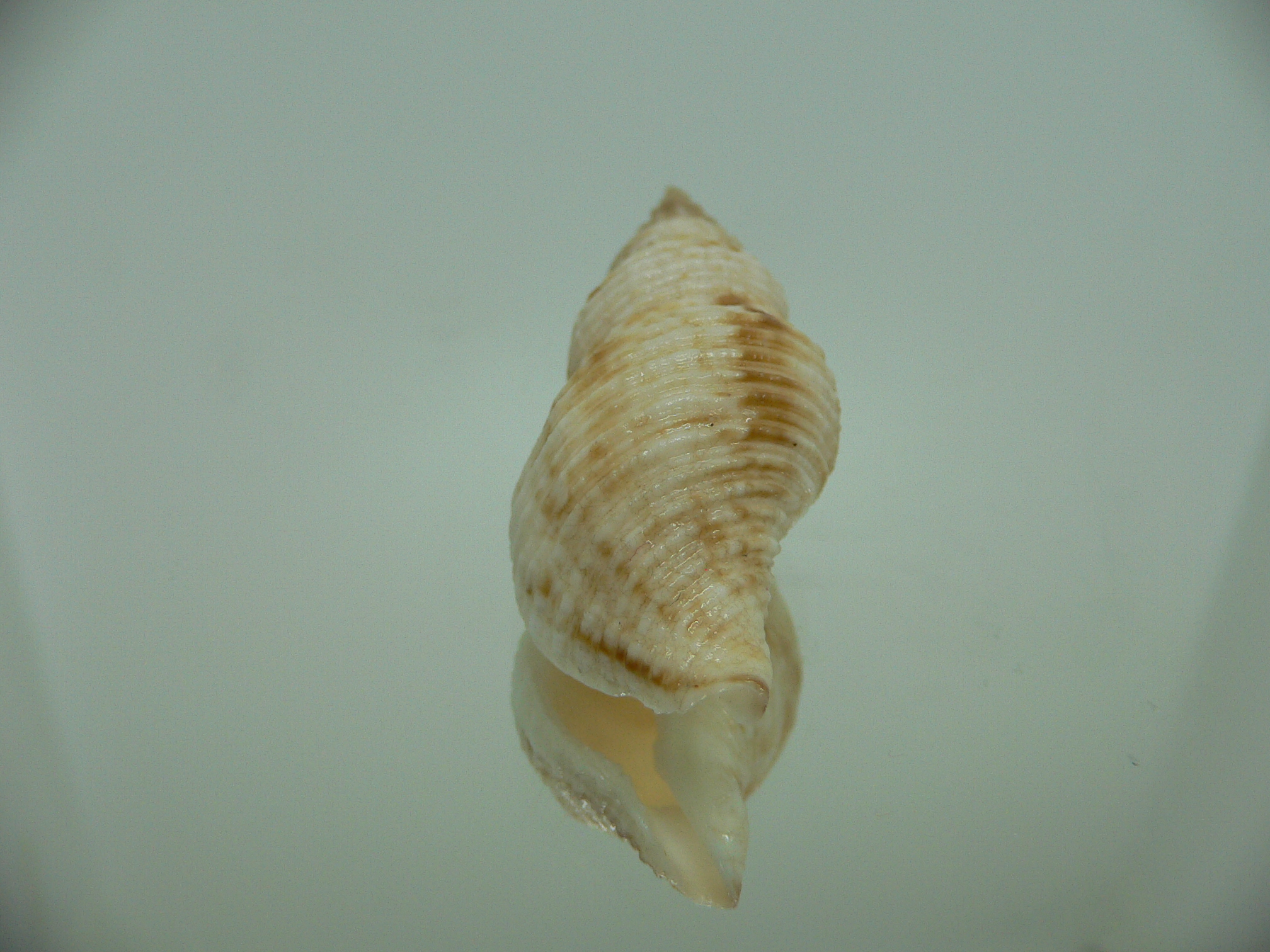 Afrocominella capensis COLOR